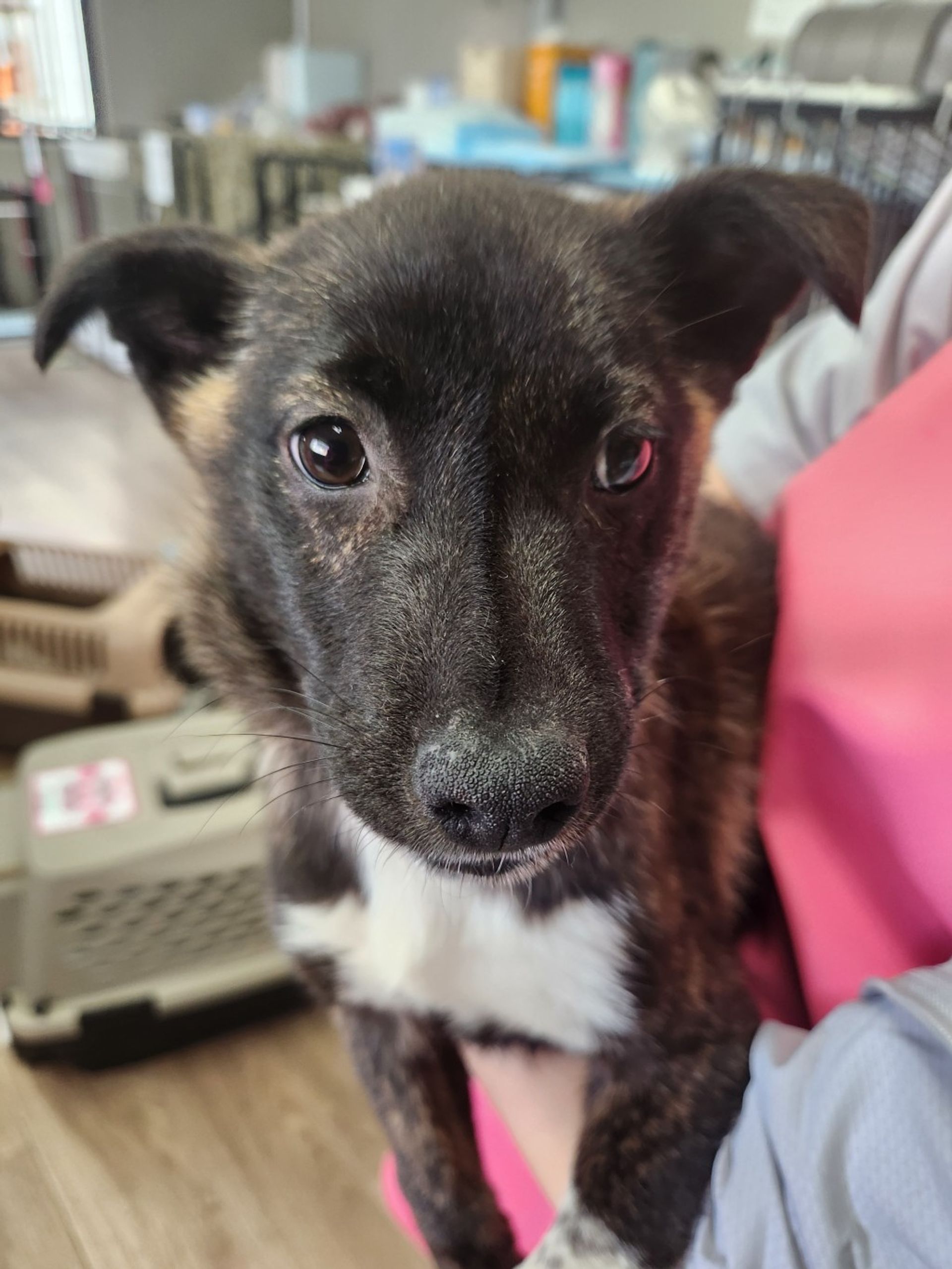 雑種（ミックス犬）・オスの里親募集の写真