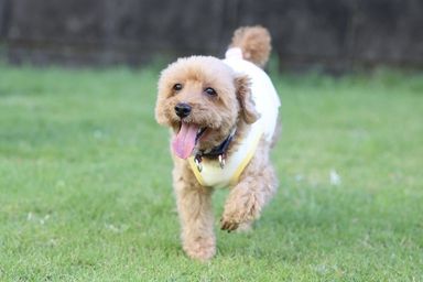 芽（めい）【お見合い場所：神奈川】