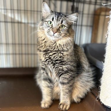 雑種（ミックス猫）・メスの里親募集の写真