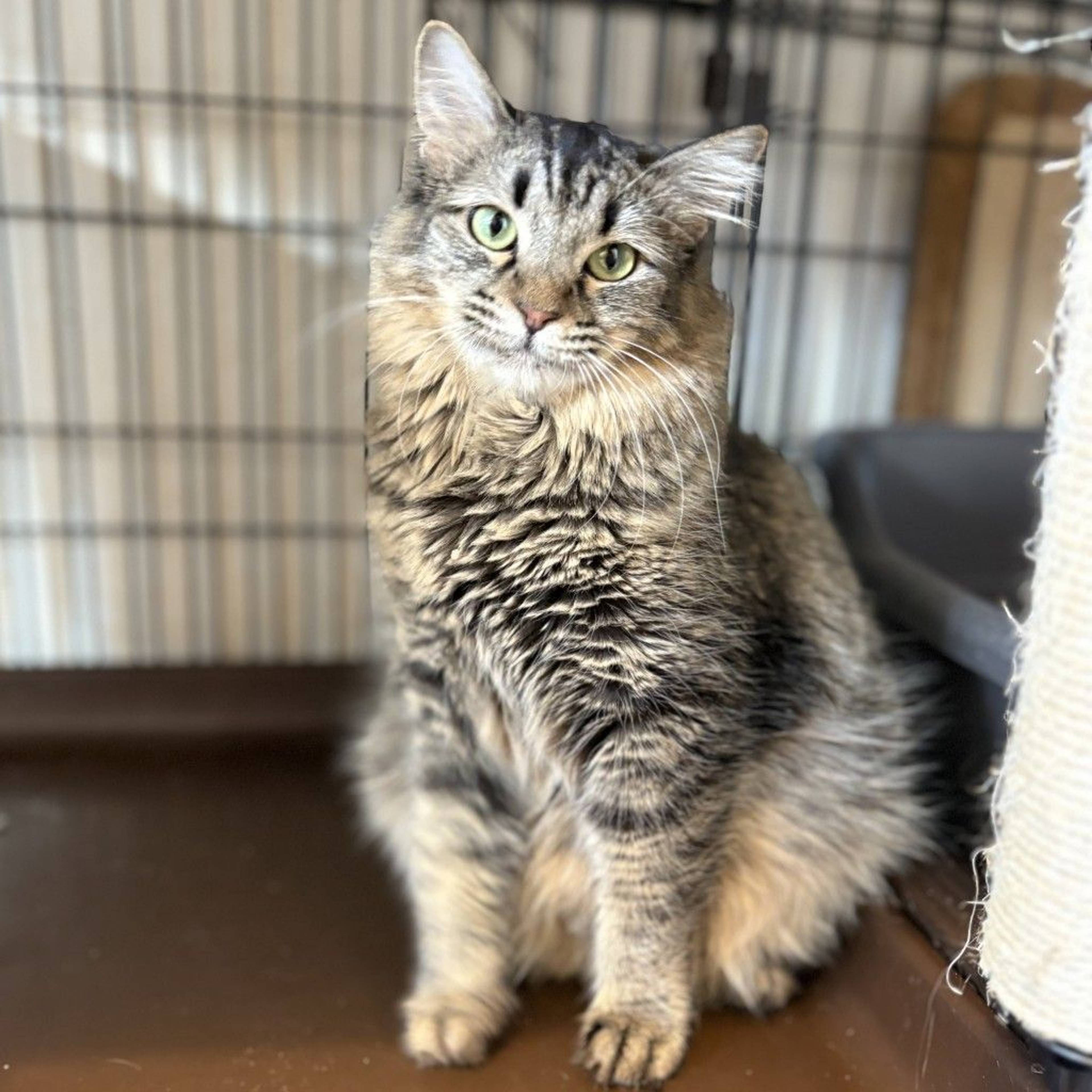 雑種（ミックス猫）・メスの里親募集の写真