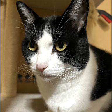 雑種（ミックス猫）・オスの里親募集の写真