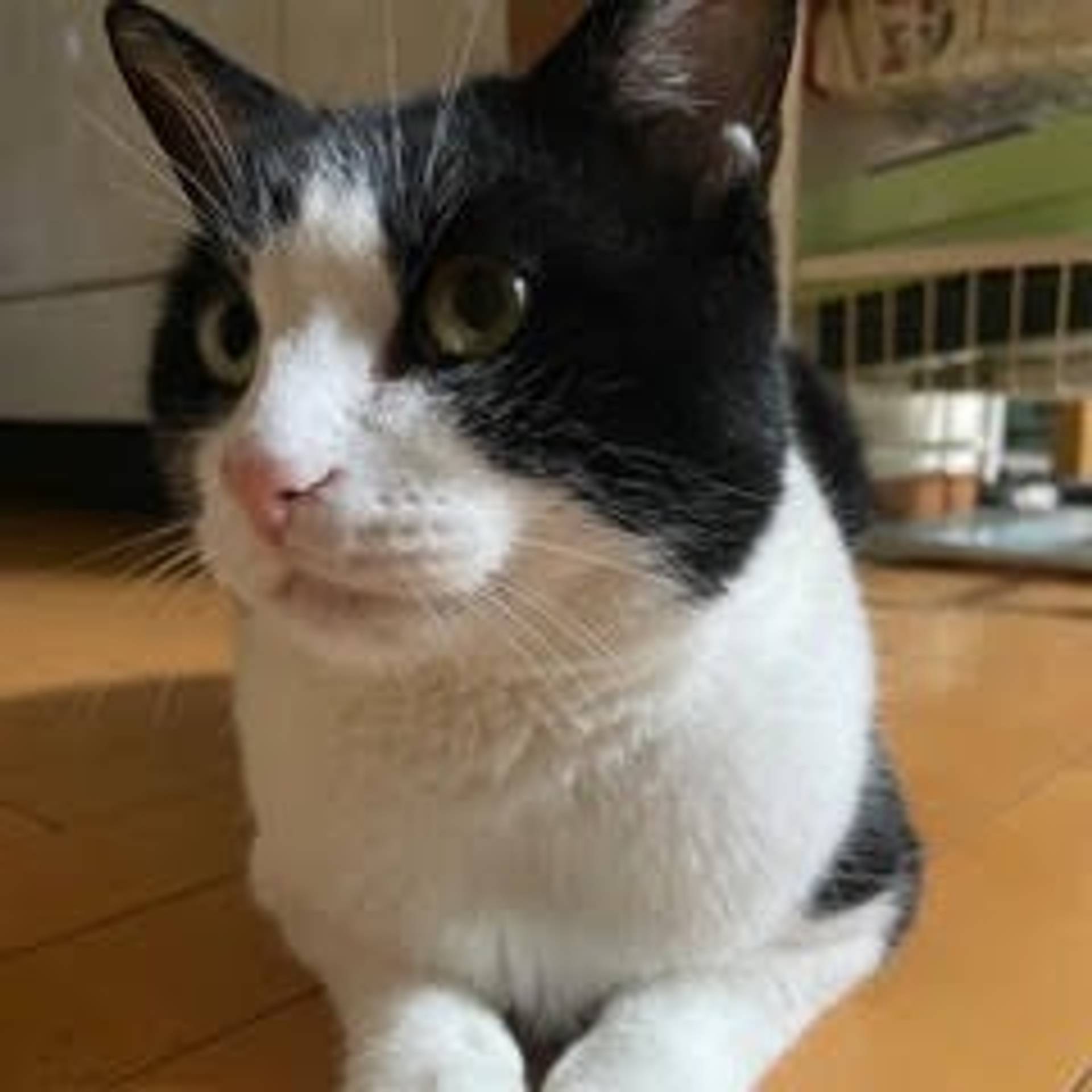 雑種（ミックス猫）・オスの里親募集の写真