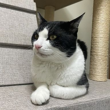 白墨（アキスミ）