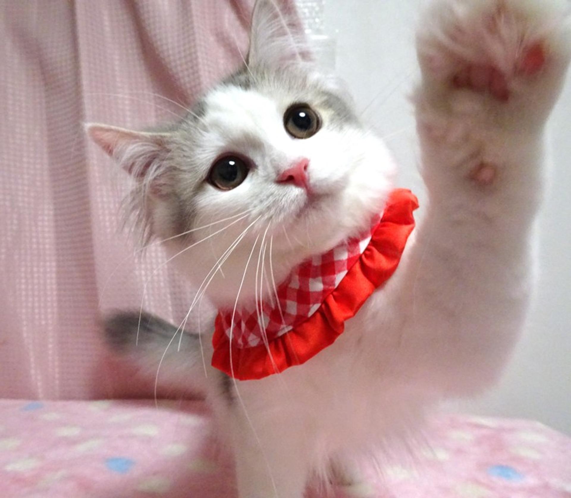 pet-image-4
