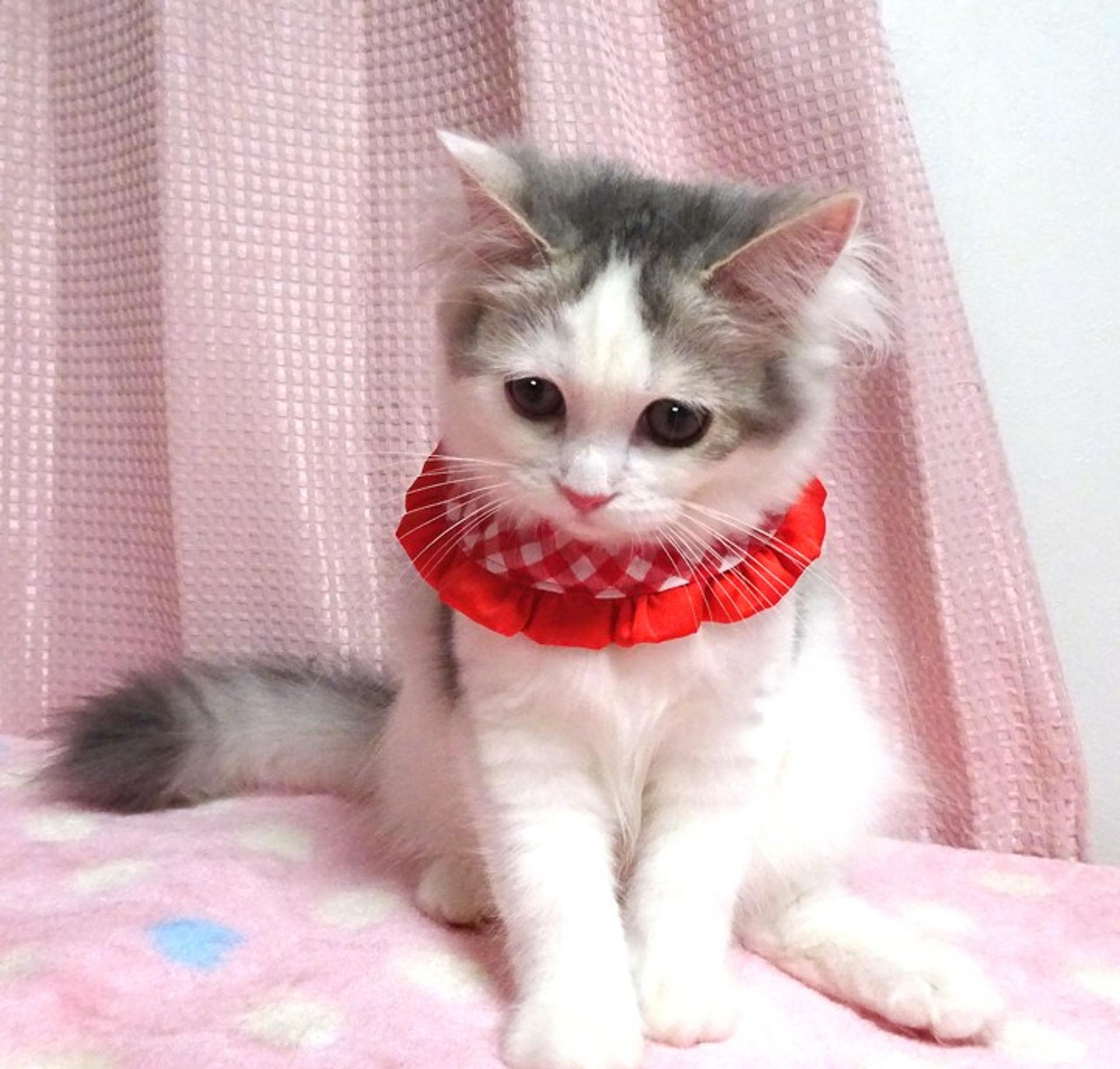 pet-image-5