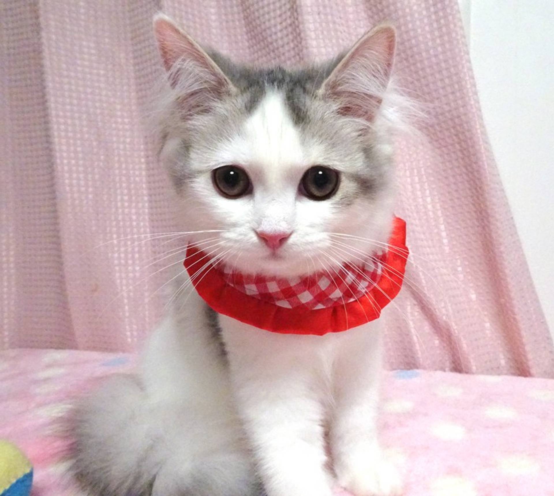 ノルウェージャンフォレストキャット・メスの里親募集の写真