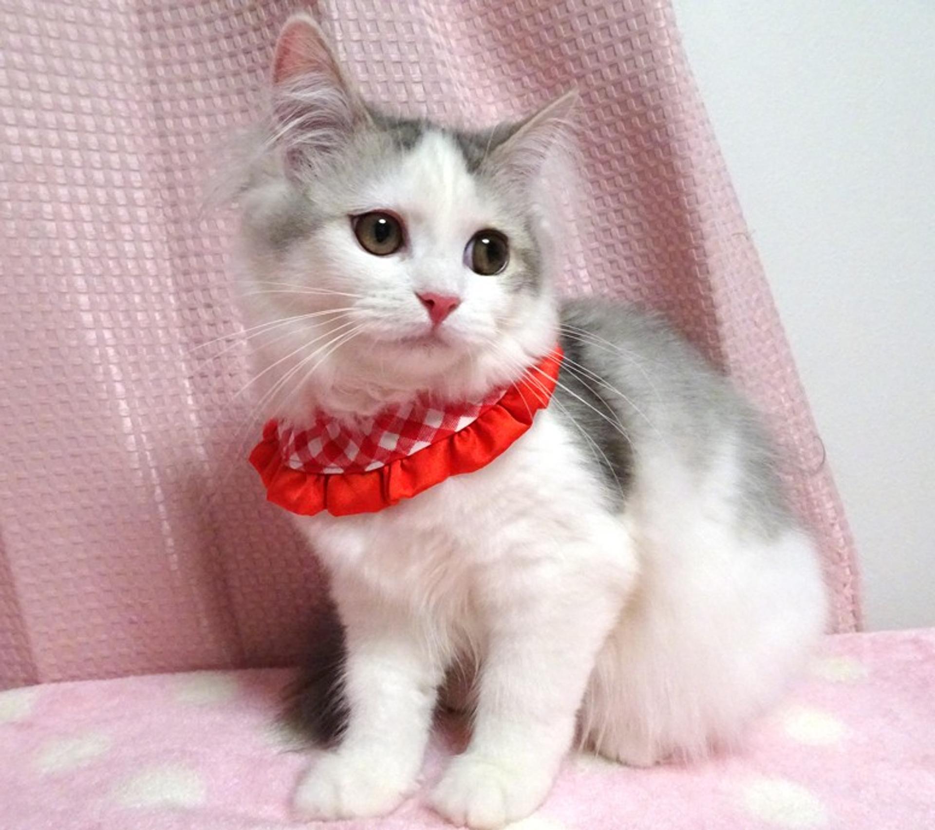 pet-image-6
