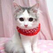 長毛✨白猫ちゃんっ✨33センチ(*´艸｀*)里親様募集❣❣(ΦωΦ