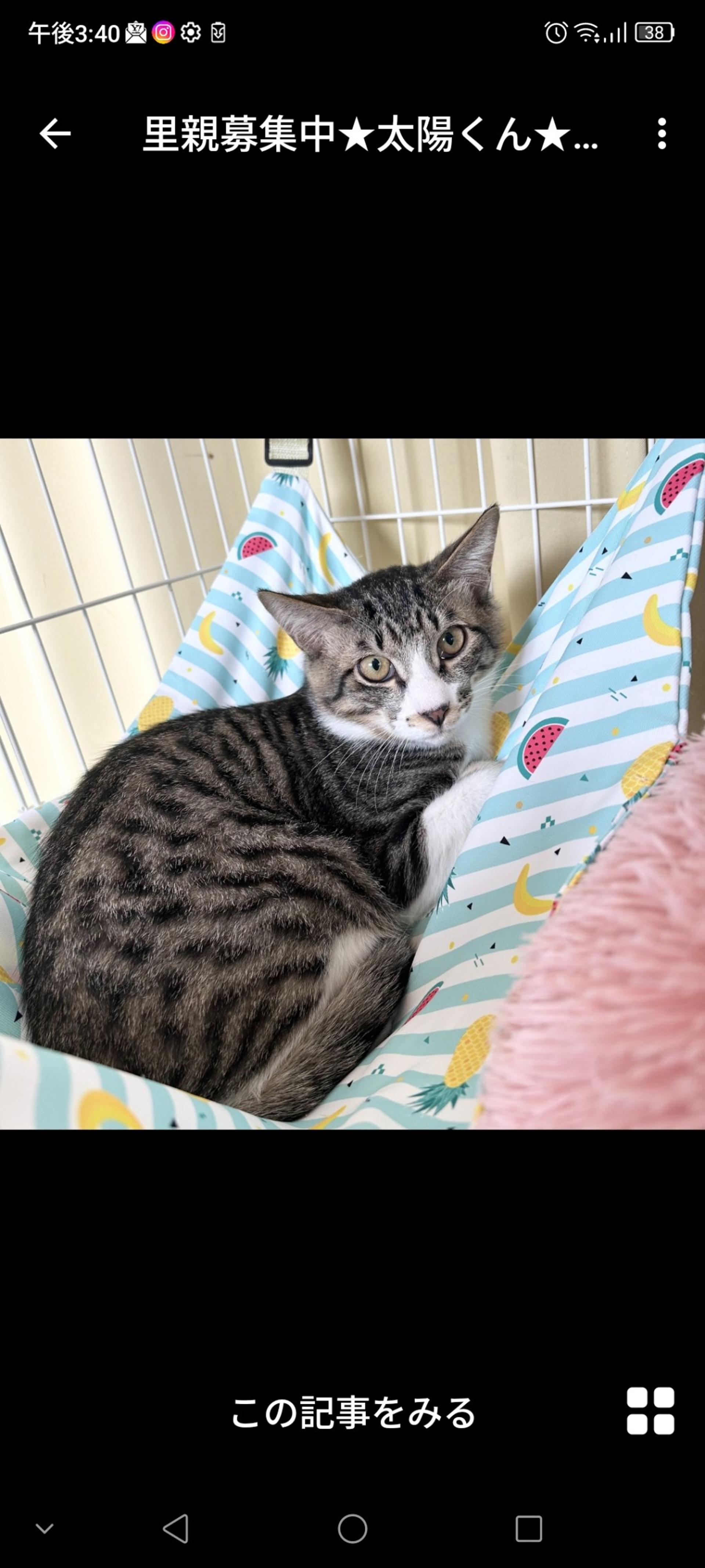pet-image-3