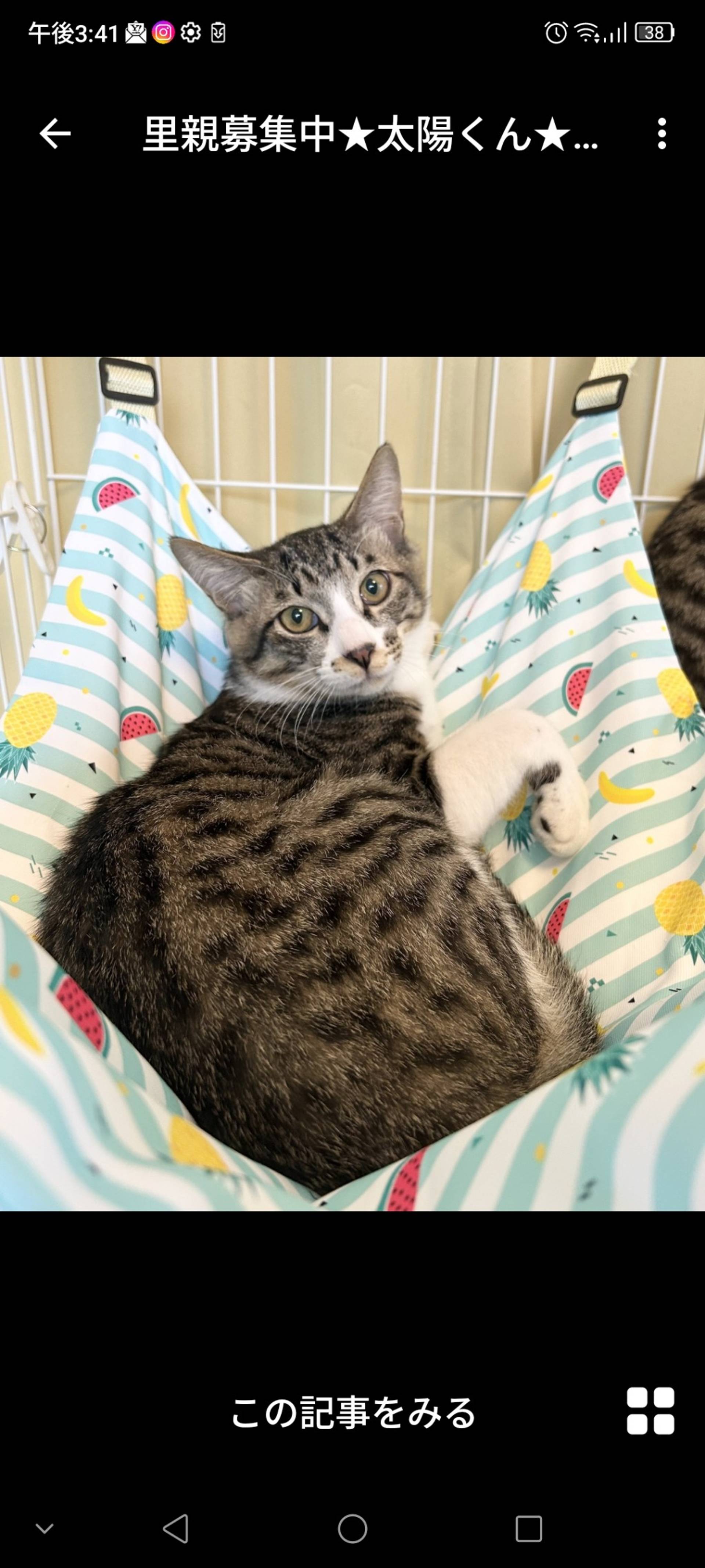 雑種（ミックス猫）・オスの里親募集の写真
