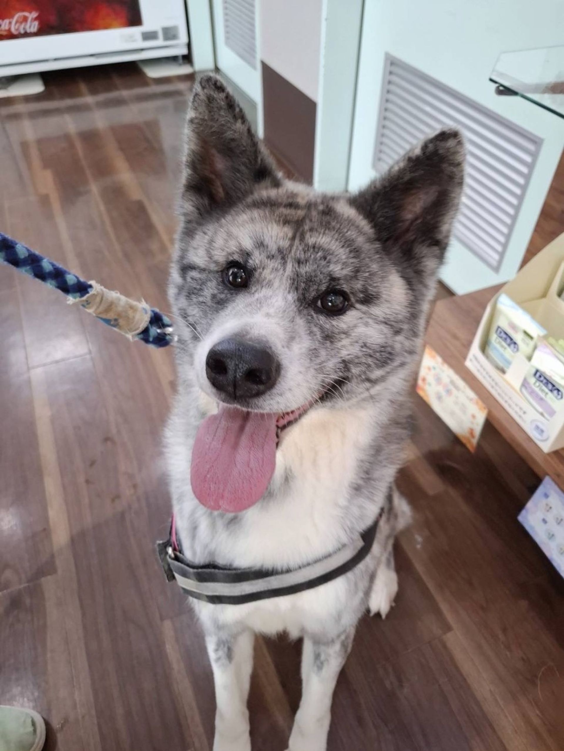 秋田犬・メスの里親募集の写真