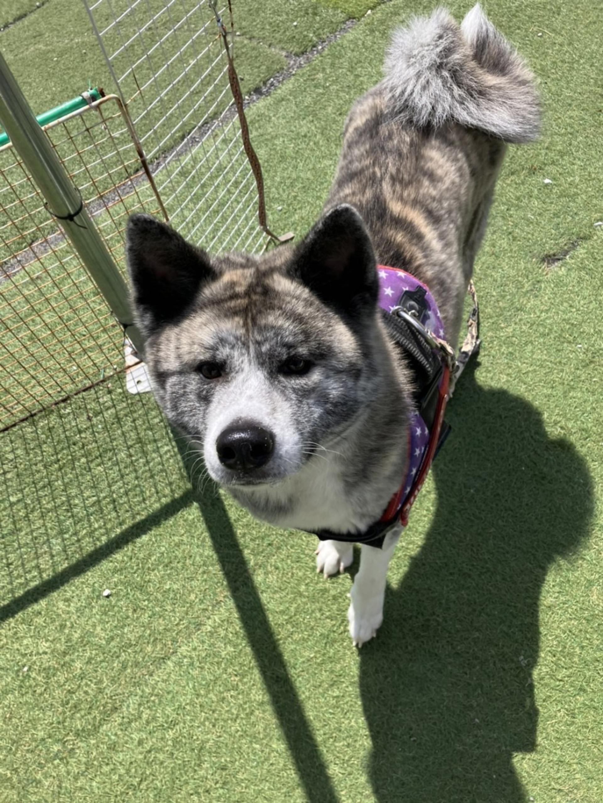pet-image-2