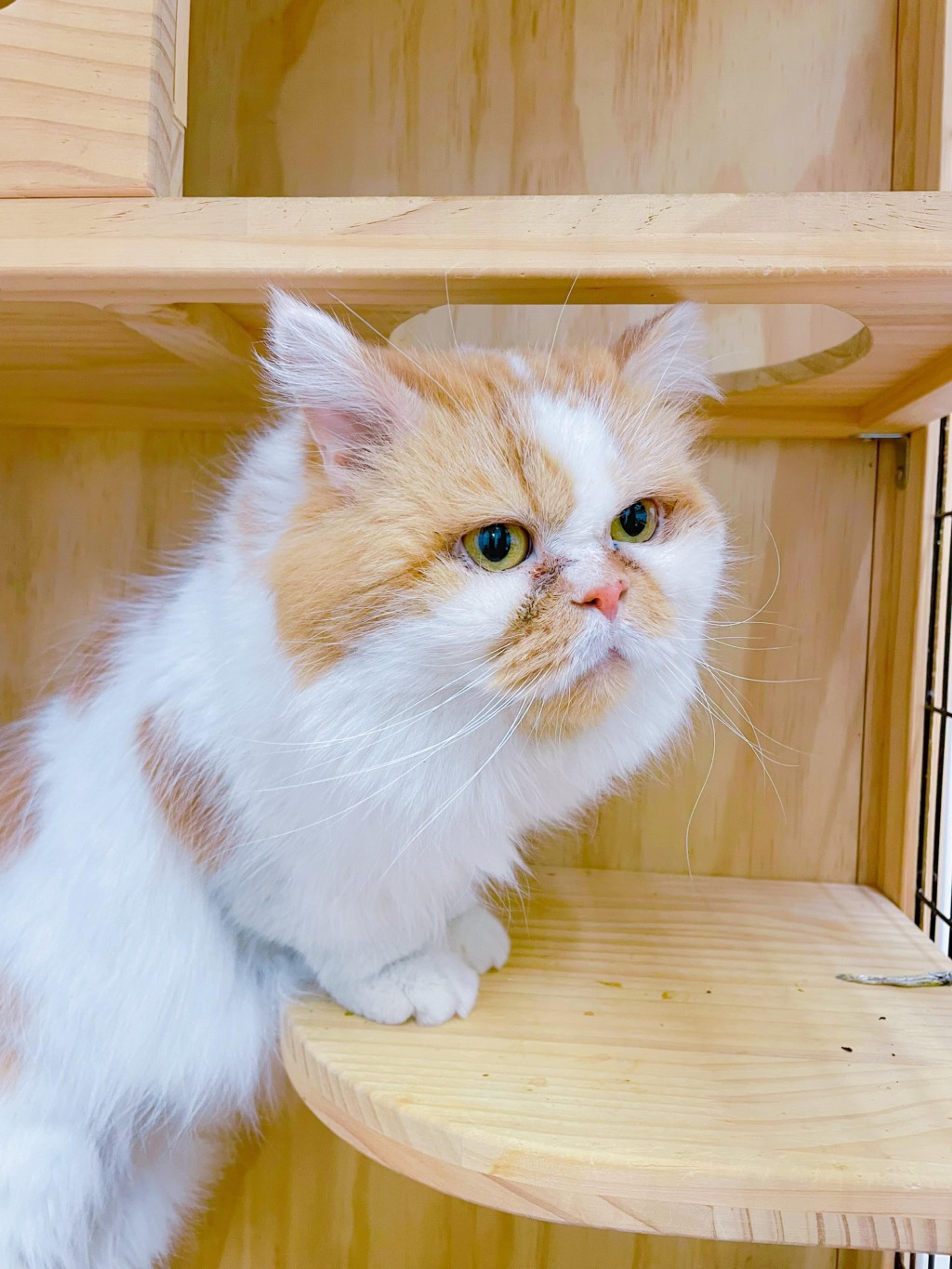 pet-image-4