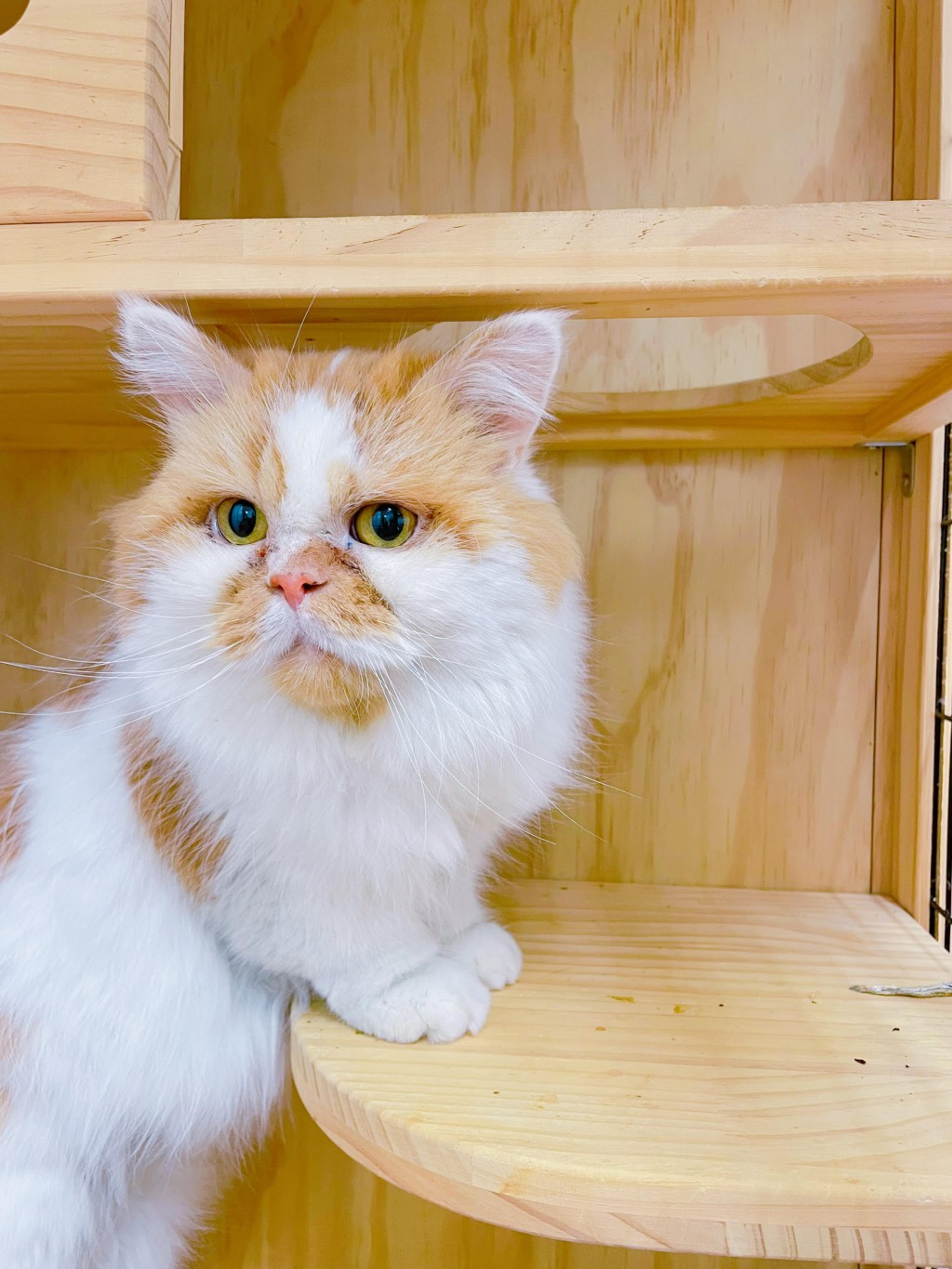 pet-image-7