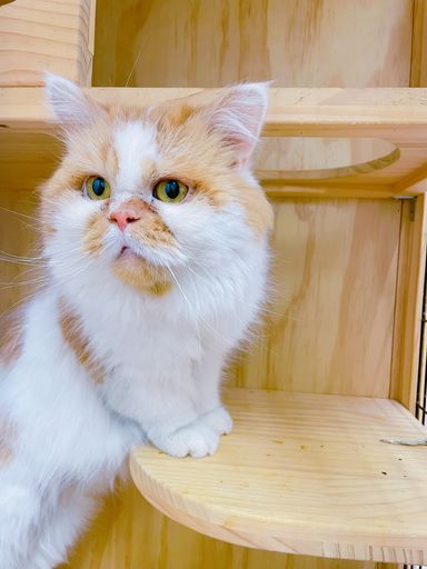 たらちゃん