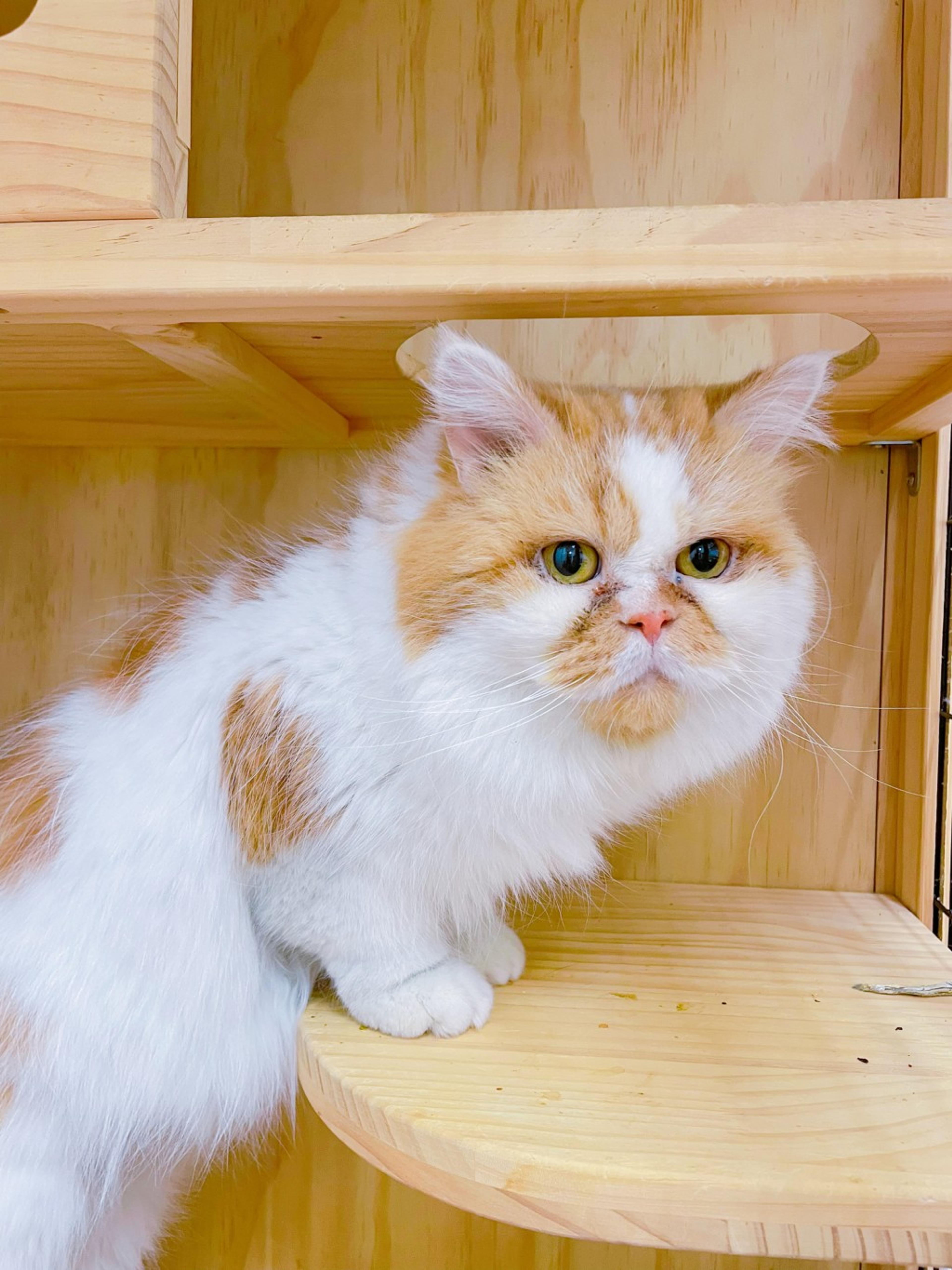 pet-image-6