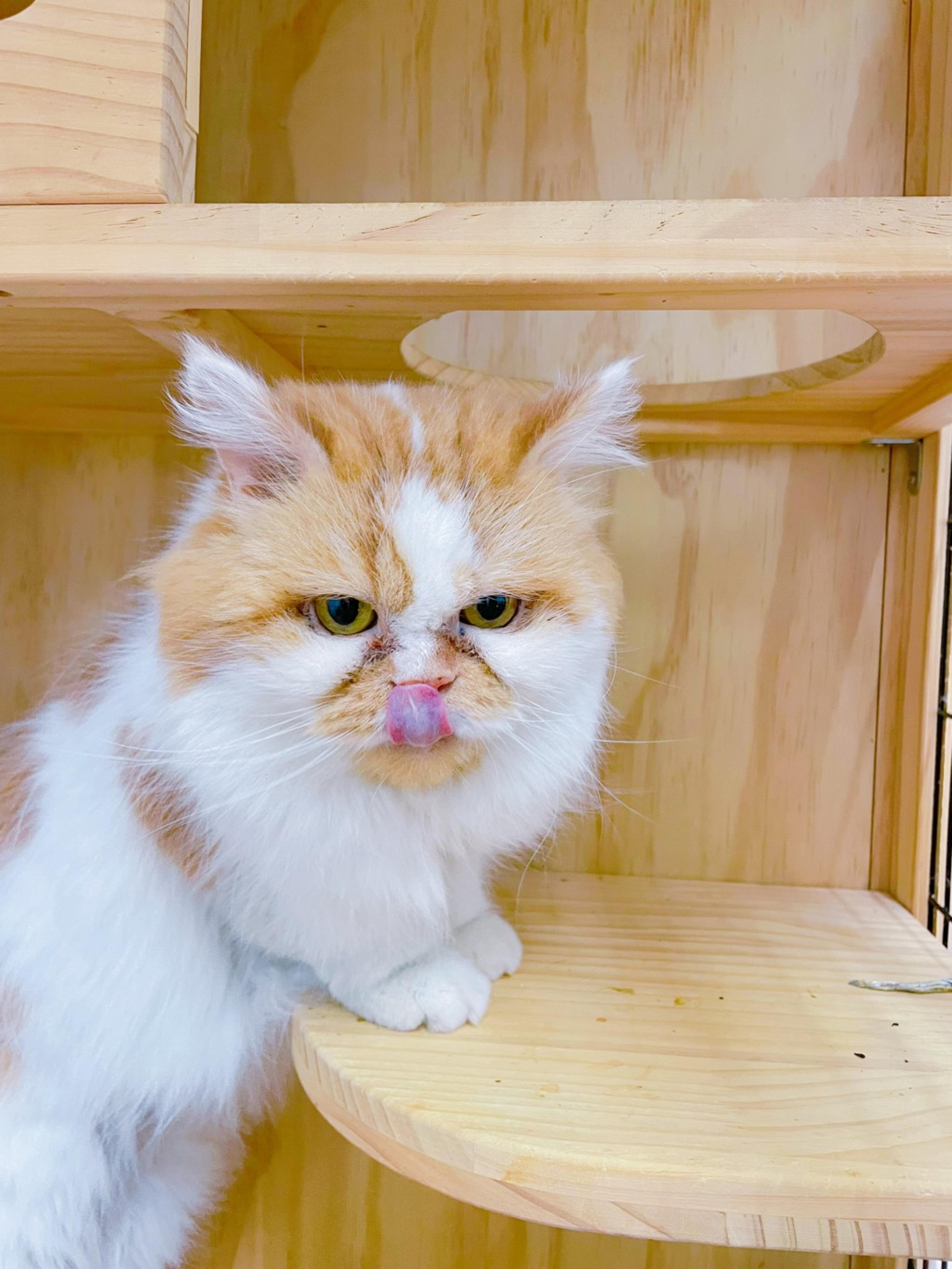pet-image-5