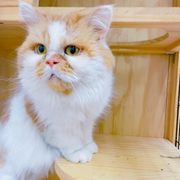 猫の里親募集情報｜OMUSUBI by ペトコト｜保護犬・保護猫
