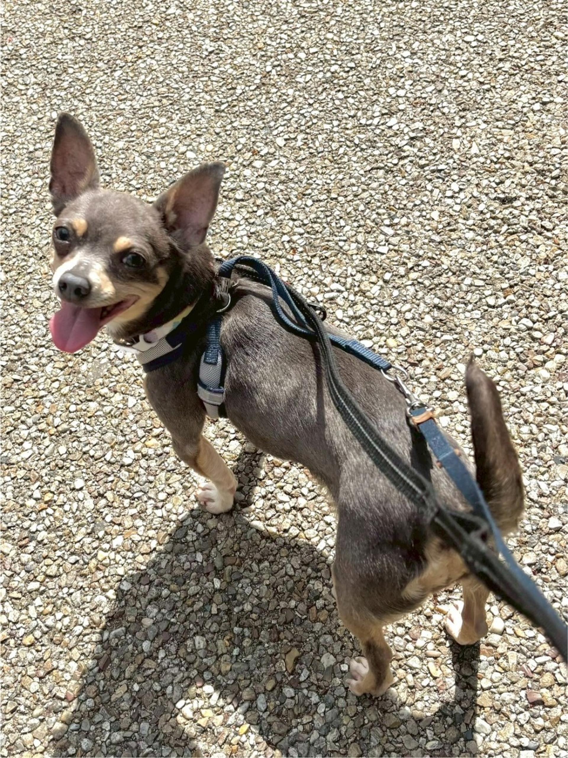 pet-image-3