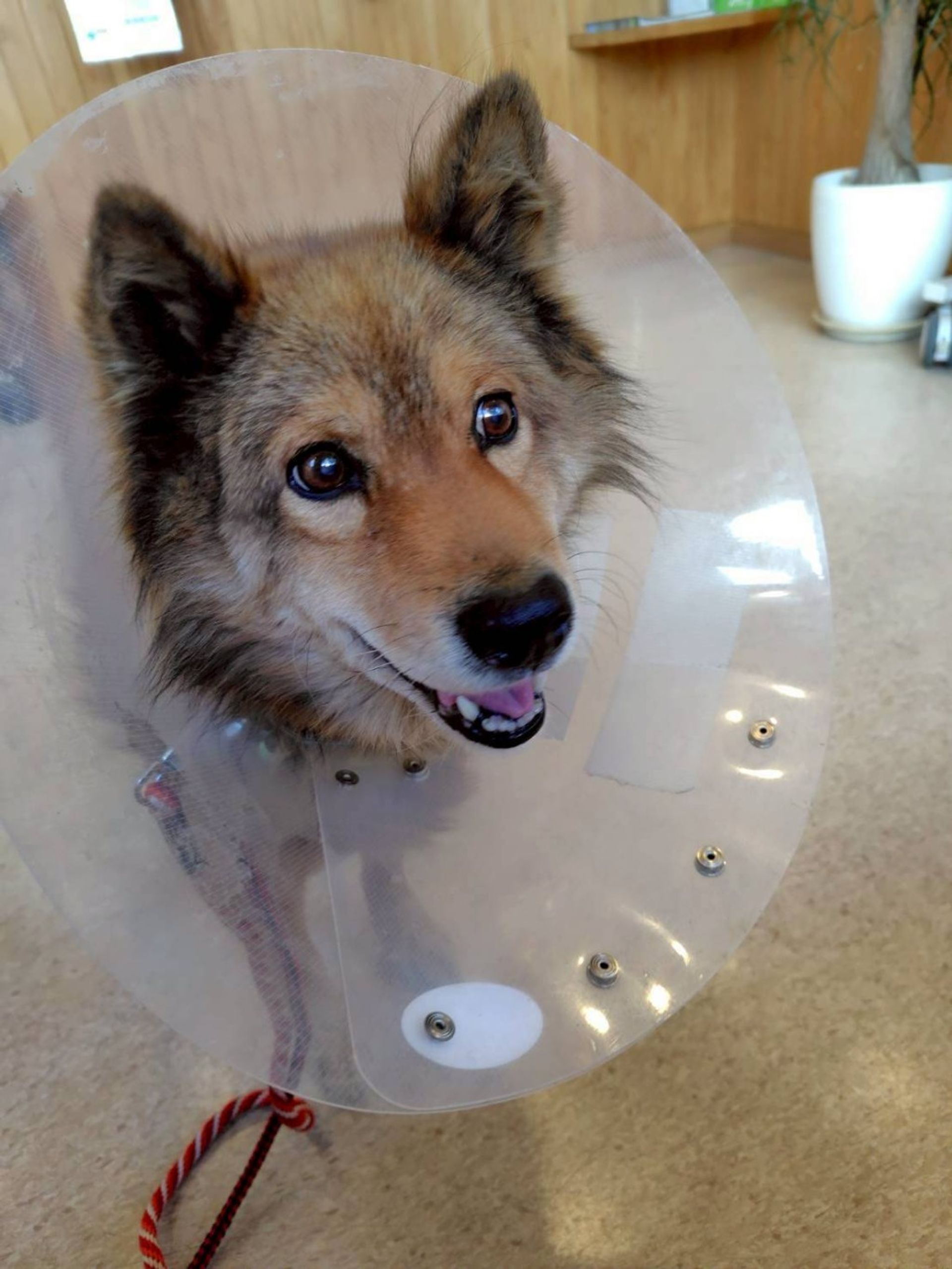 雑種（ミックス犬）・オスの里親募集の写真