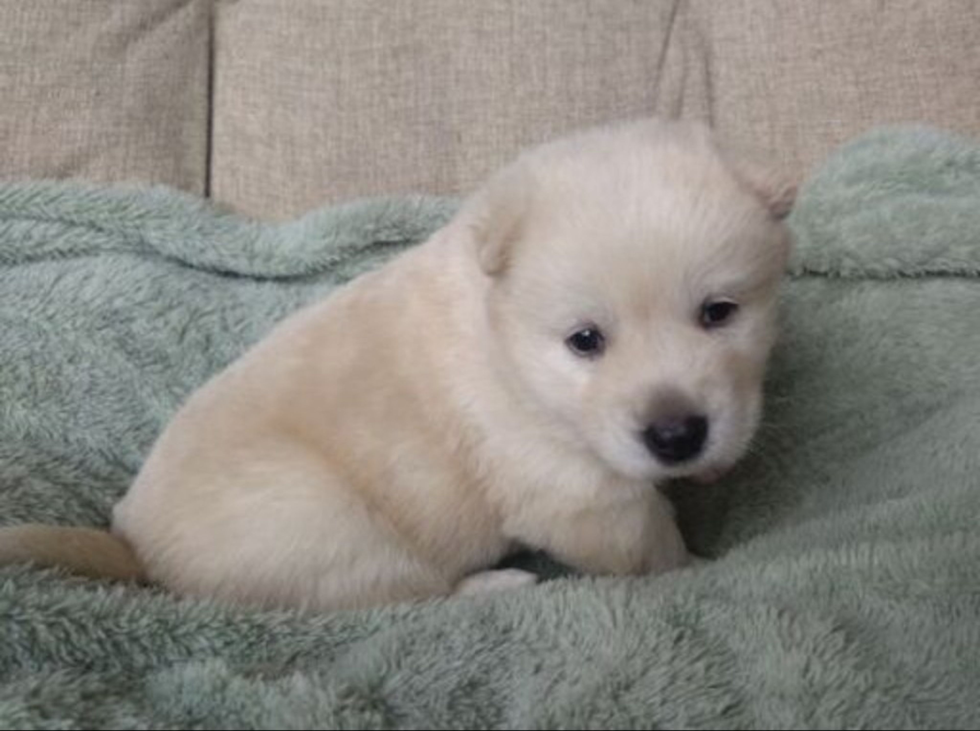 pet-image-2