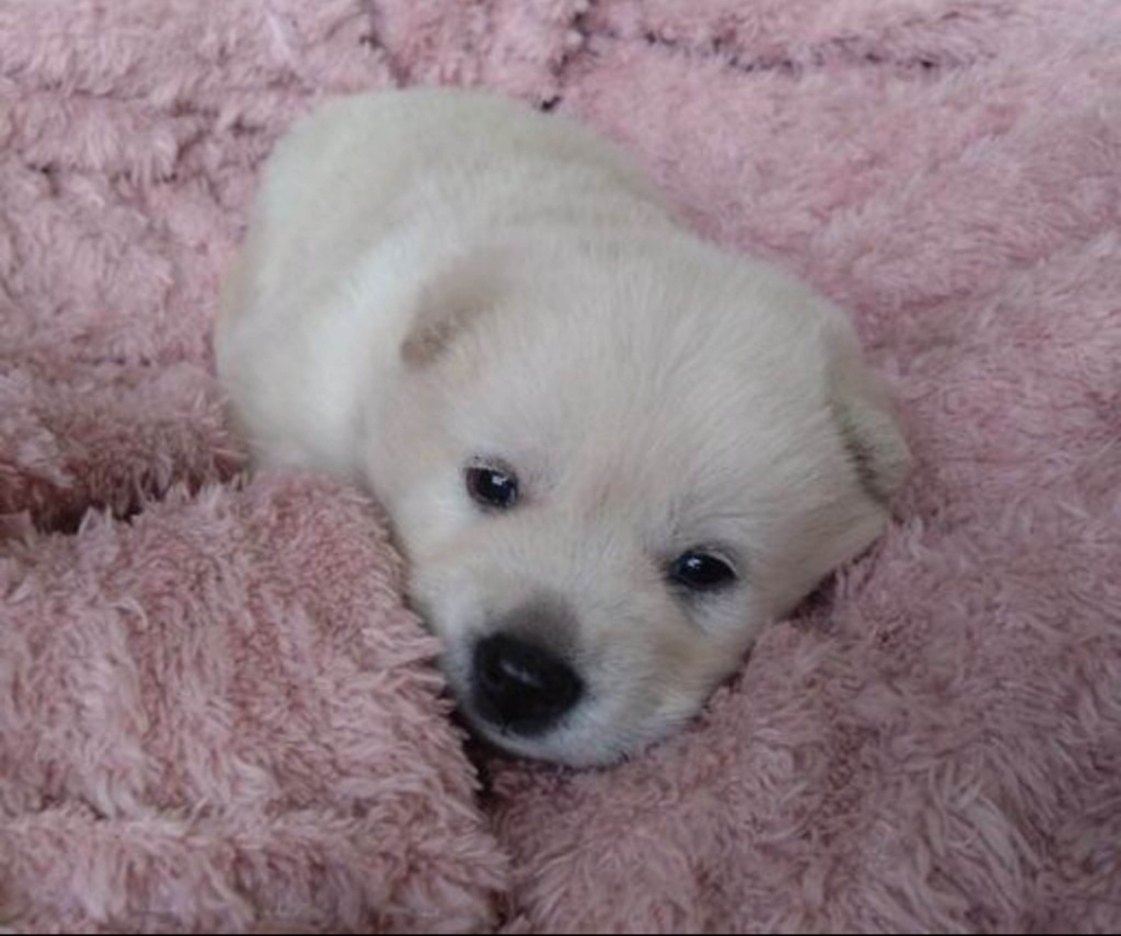 pet-image-3