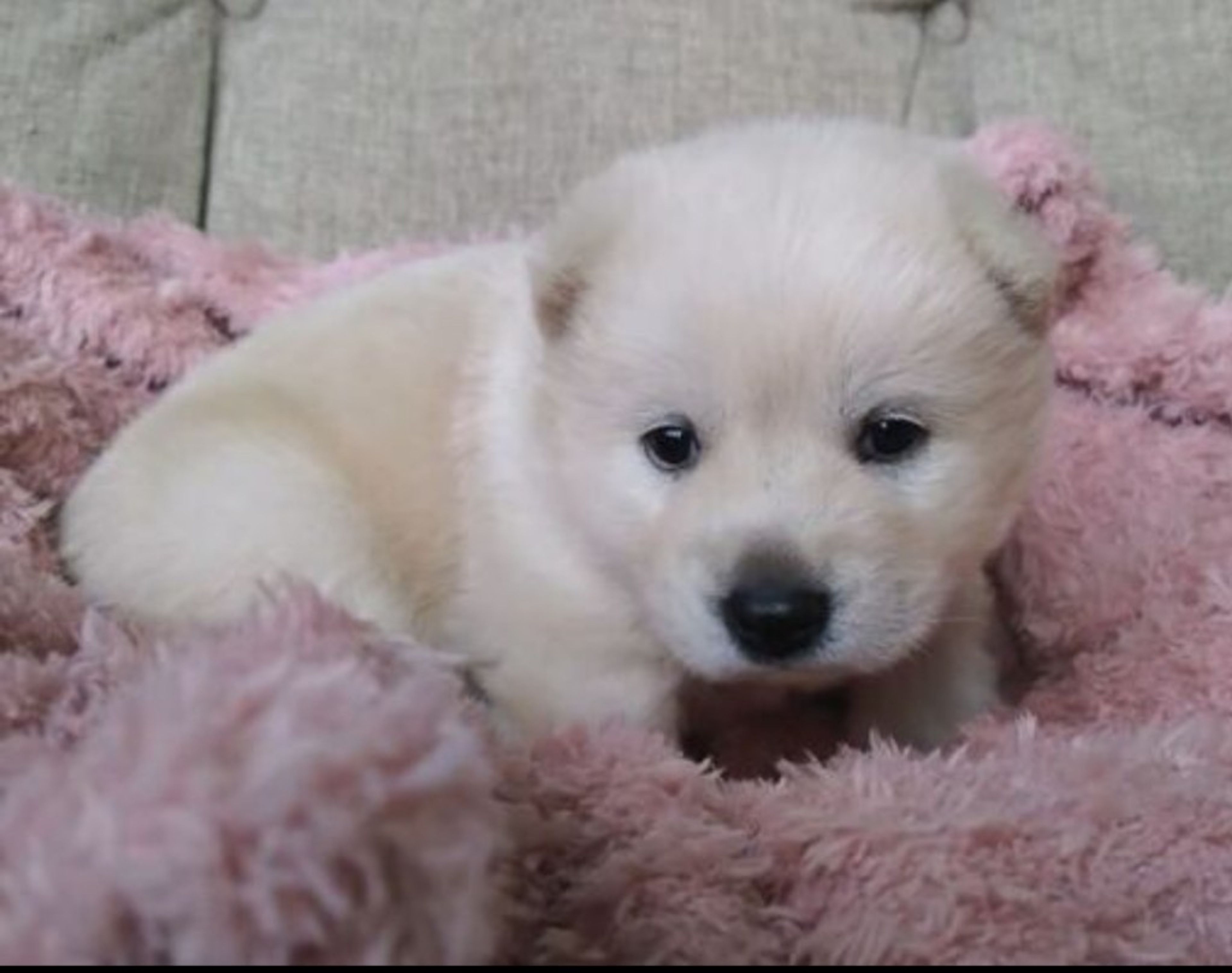 pet-image-4