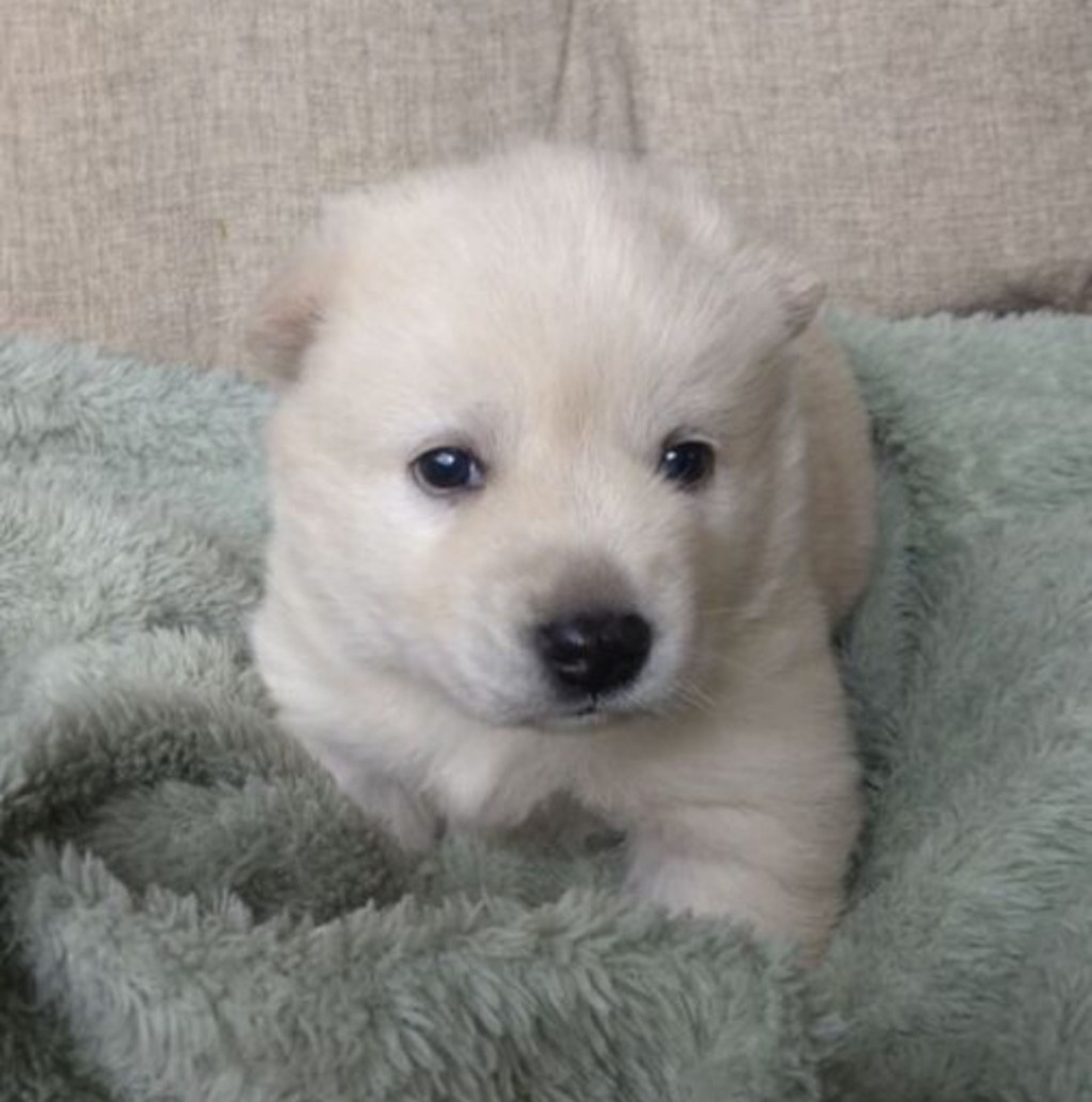 pet-image-5