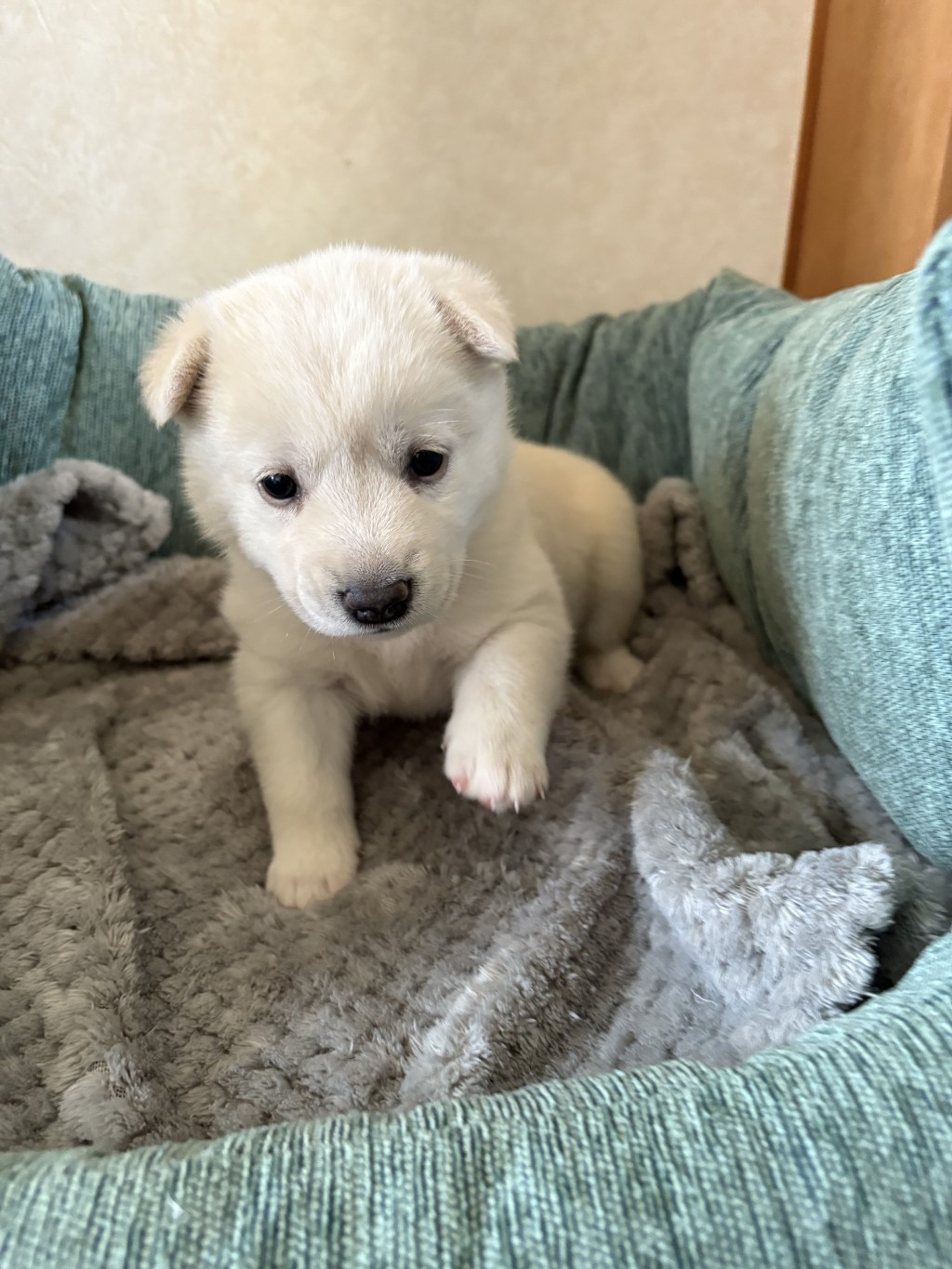 pet-image-4