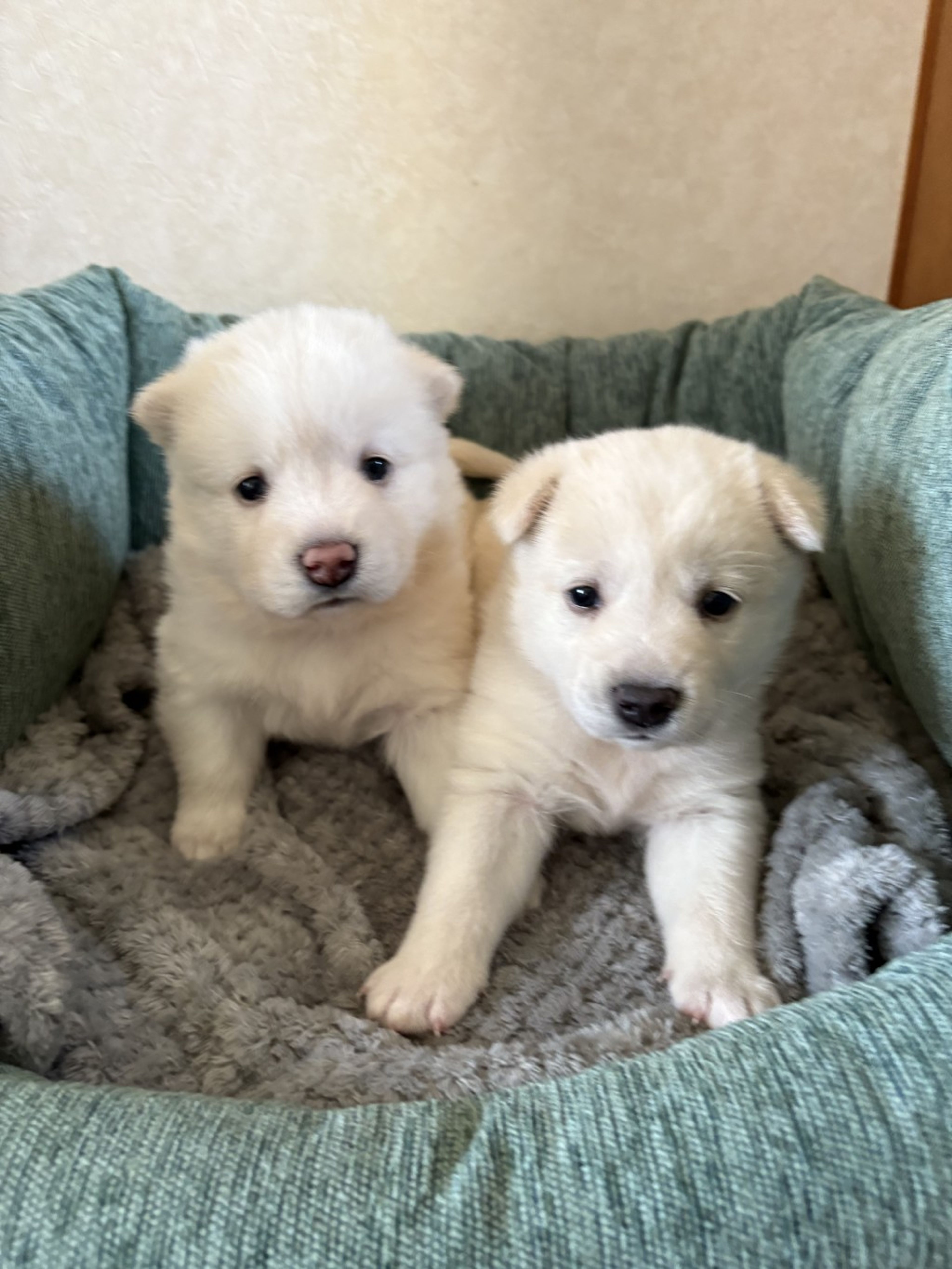 pet-image-5