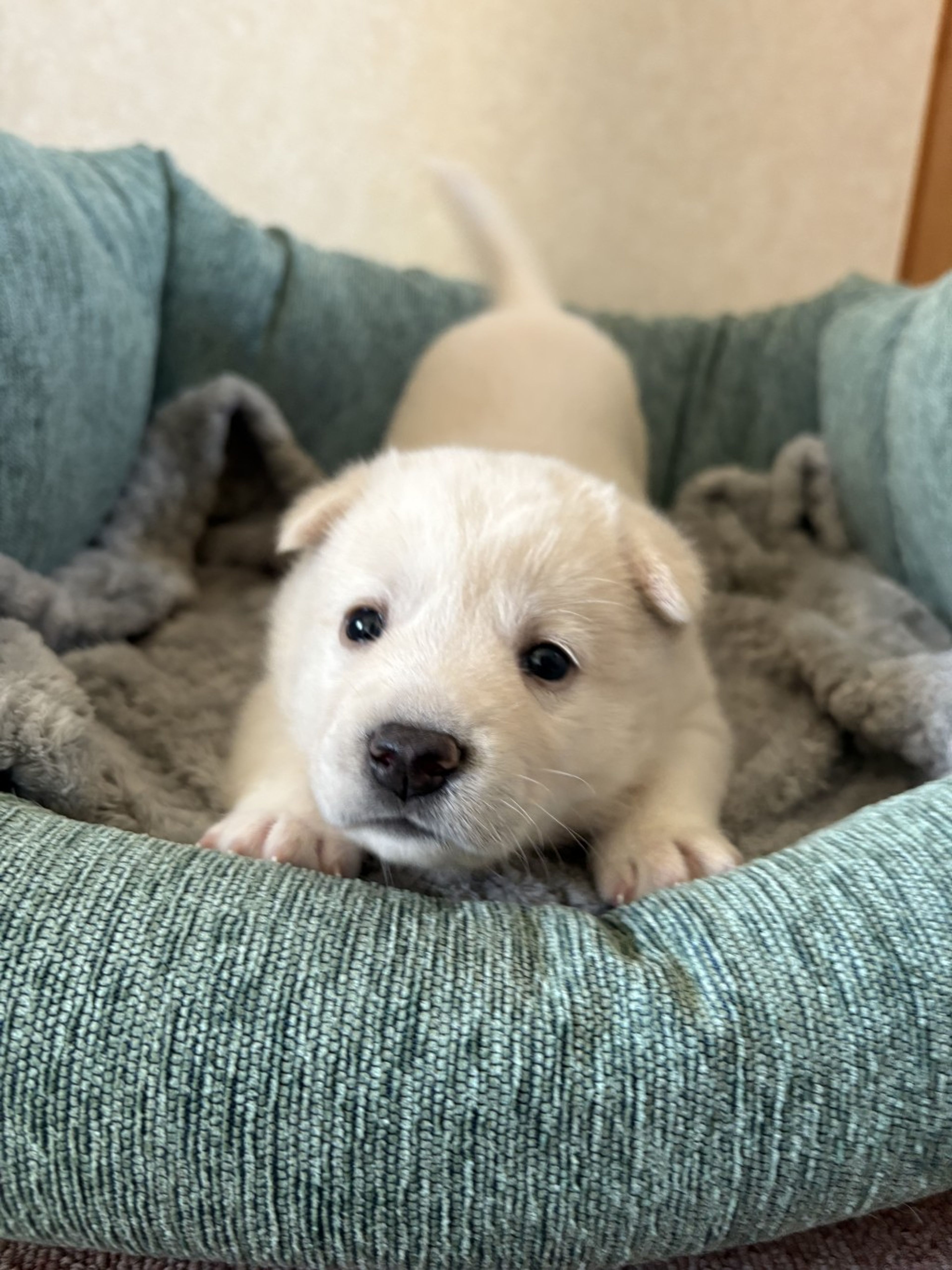 pet-image-3