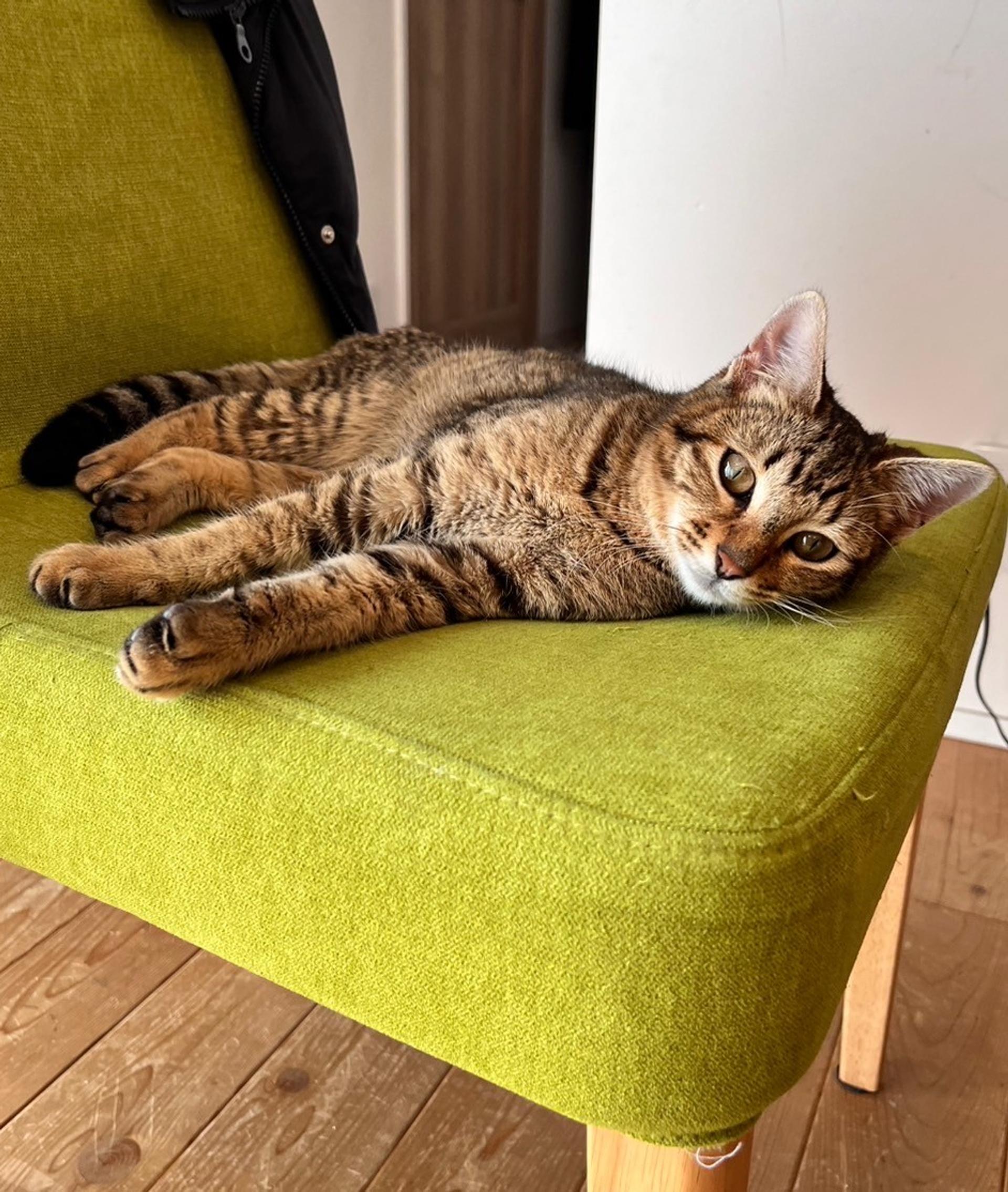pet-image-2