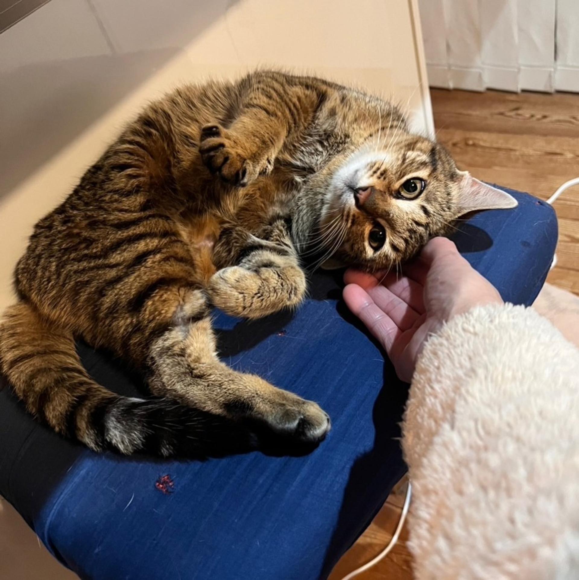 pet-image-3