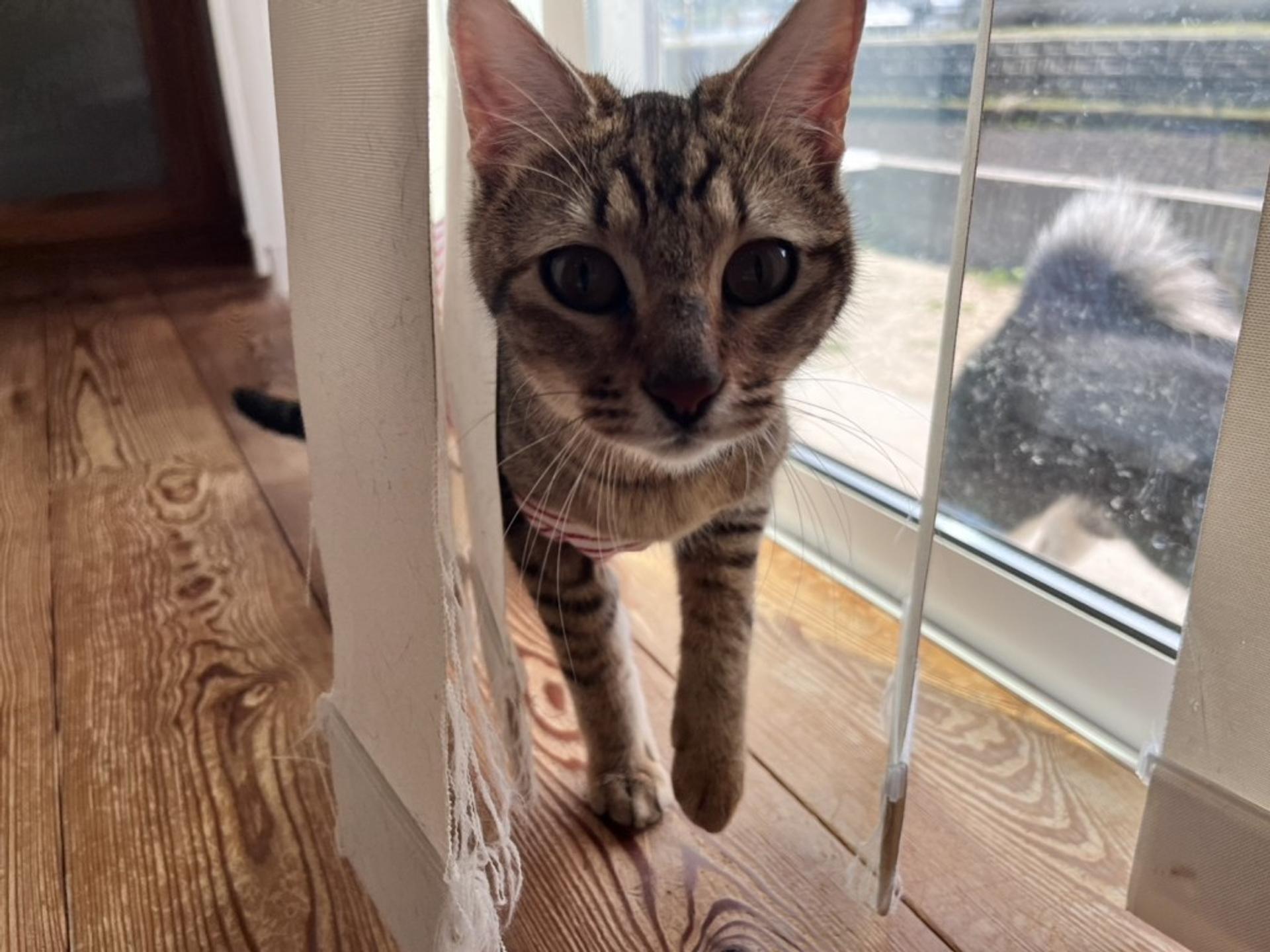 pet-image-4
