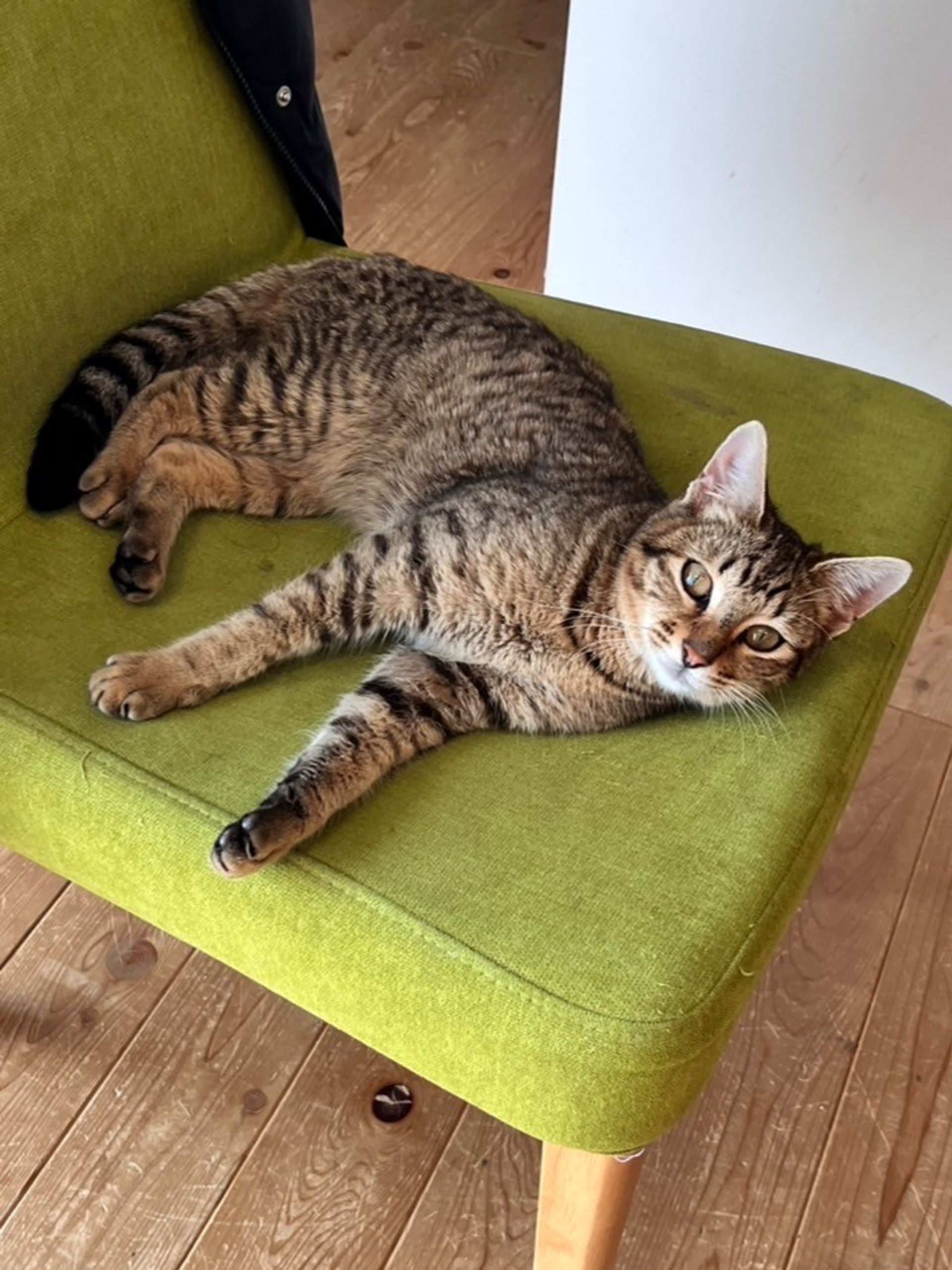 雑種（ミックス猫）・メスの里親募集の写真