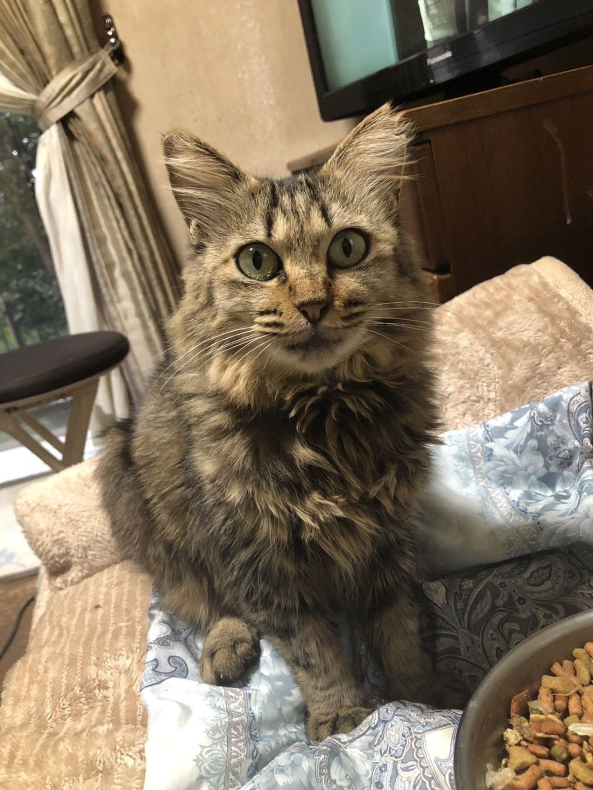 雑種（ミックス猫）・メスの里親募集の写真