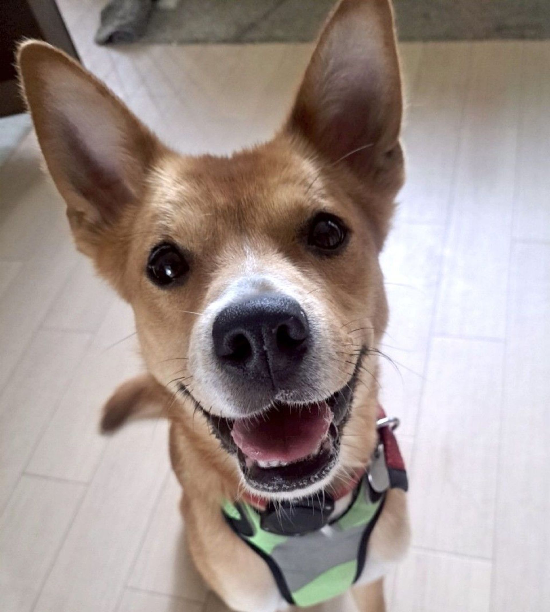 雑種（ミックス犬）・メスの里親募集の写真
