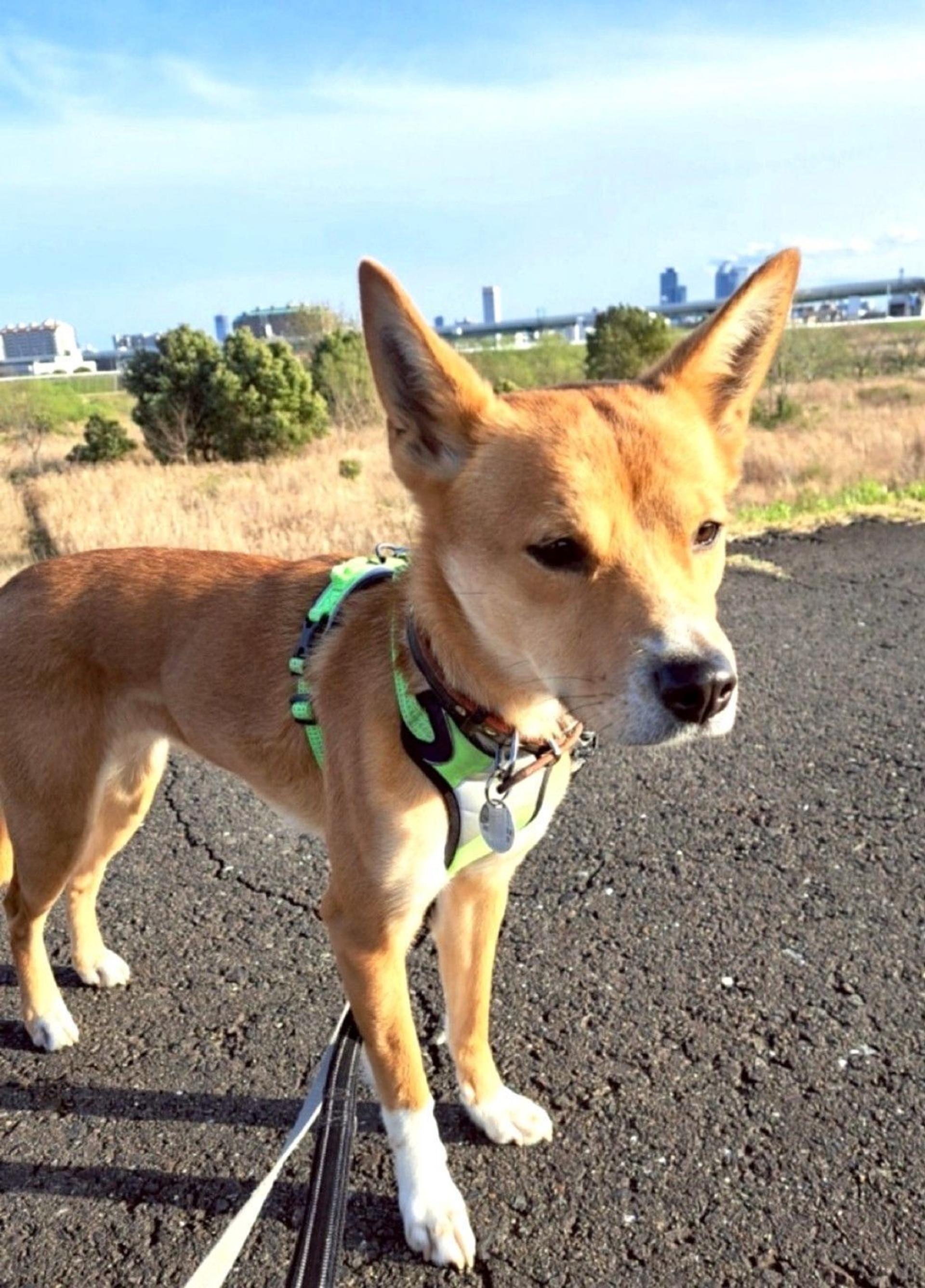 pet-image-4