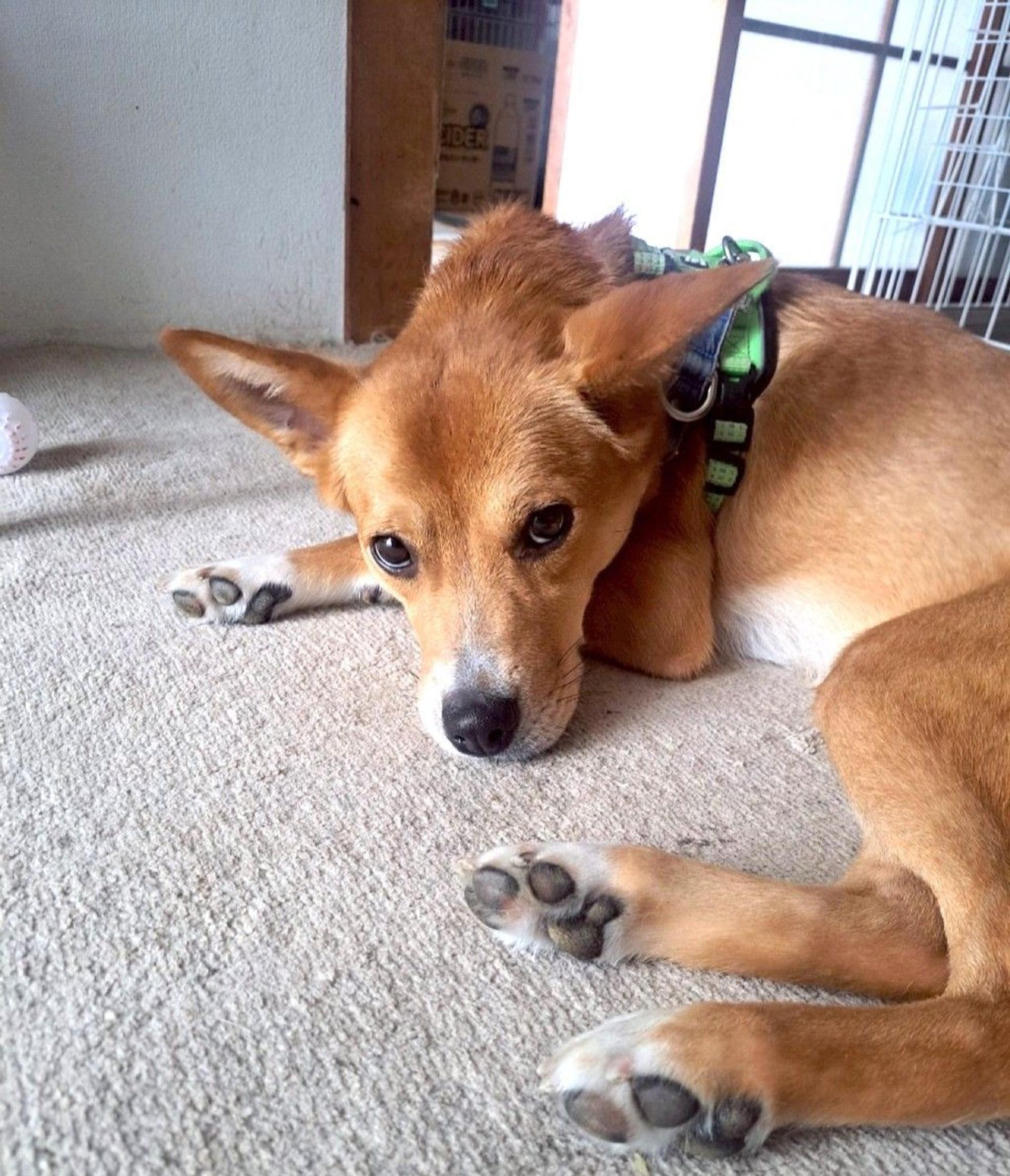 pet-image-5