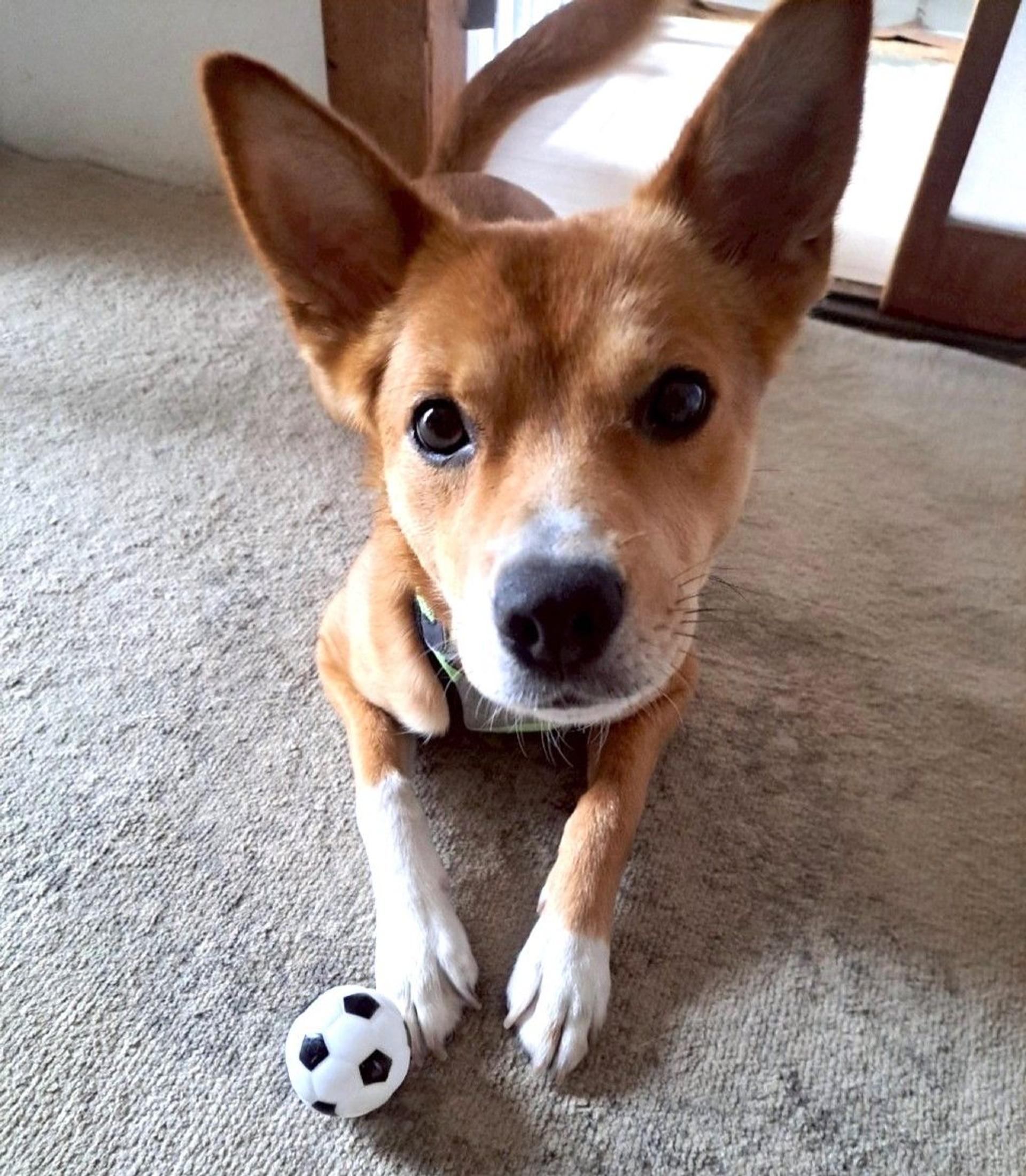 pet-image-8