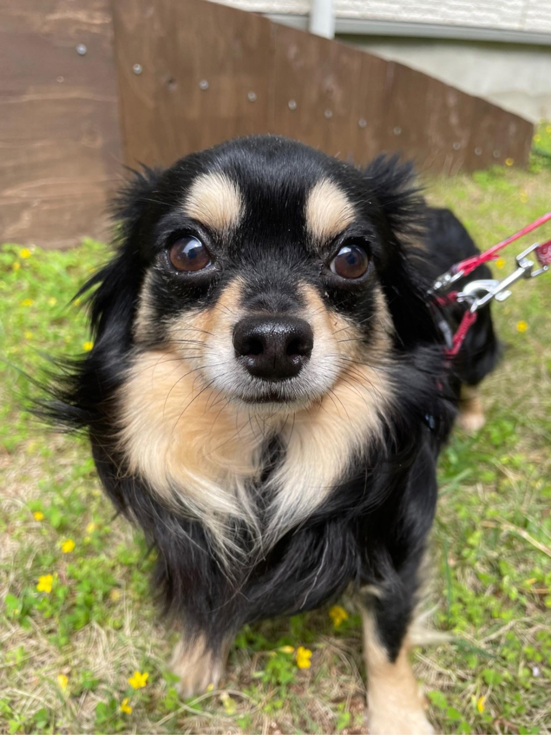 pet-image-2