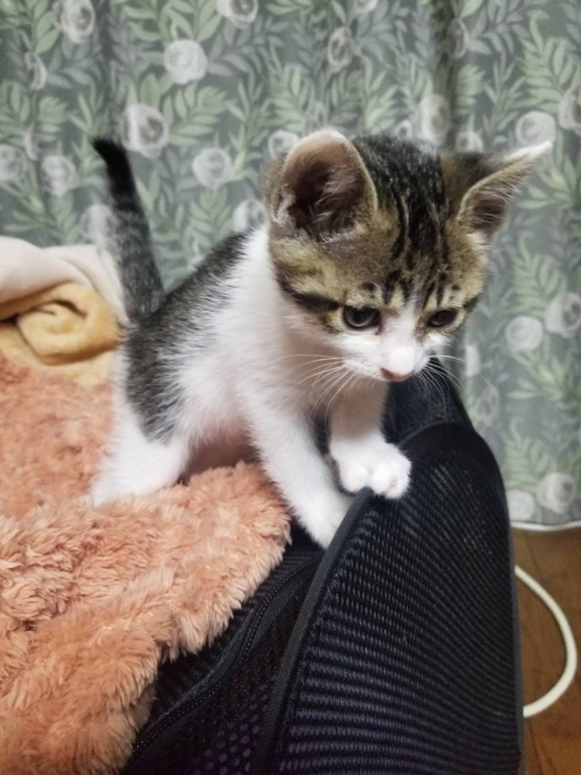 雑種（ミックス猫）・メスの里親募集の写真