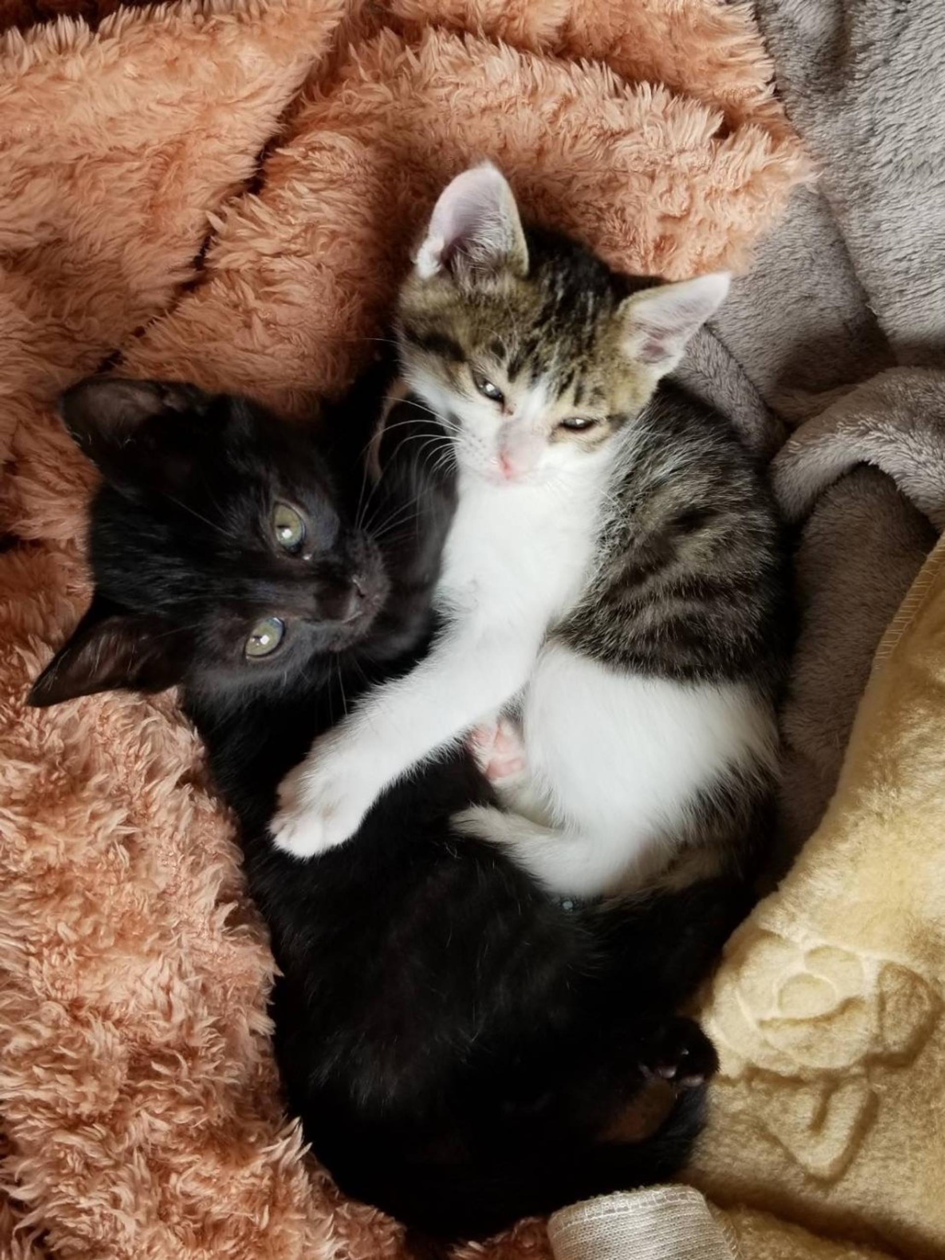 pet-image-2