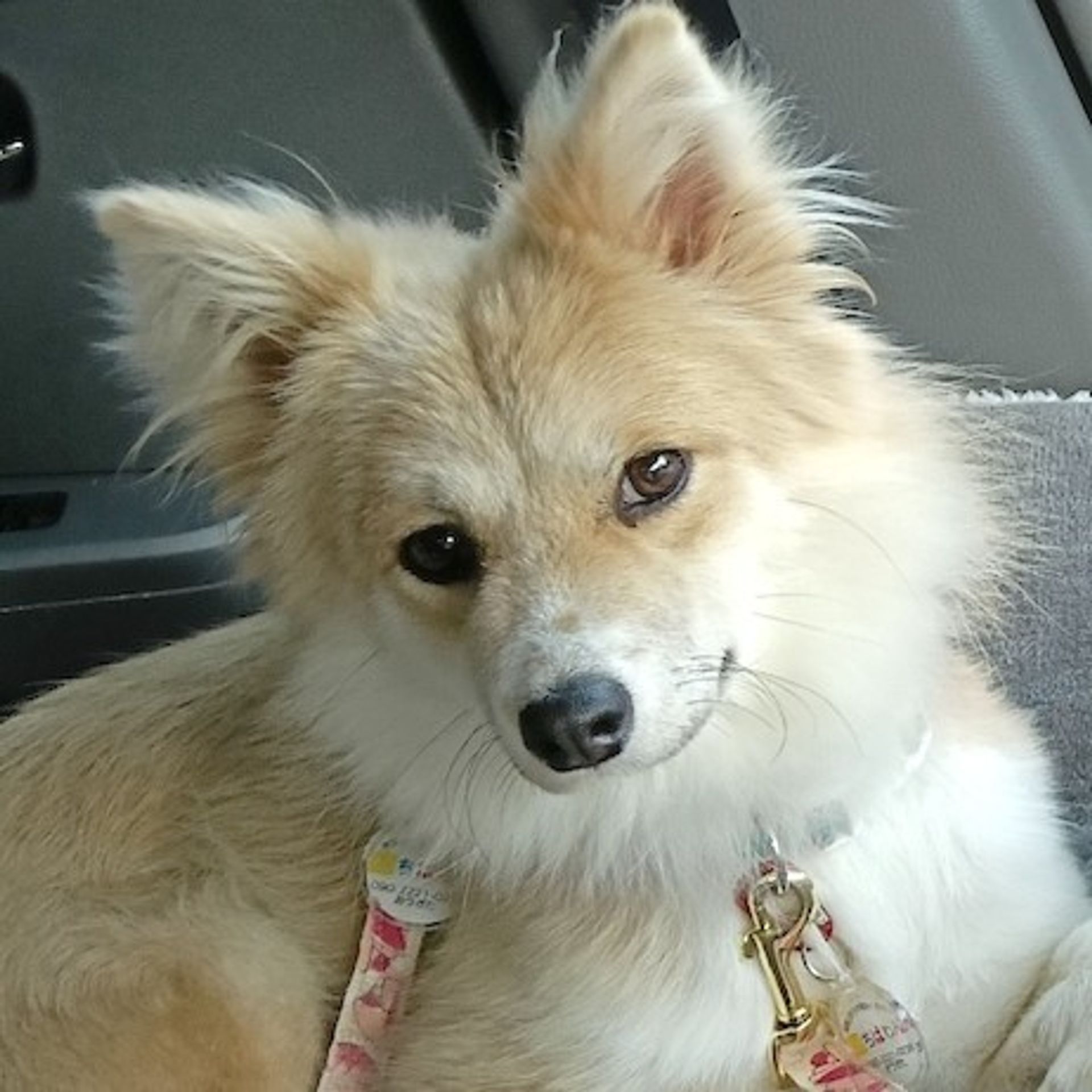 キツネ 顔