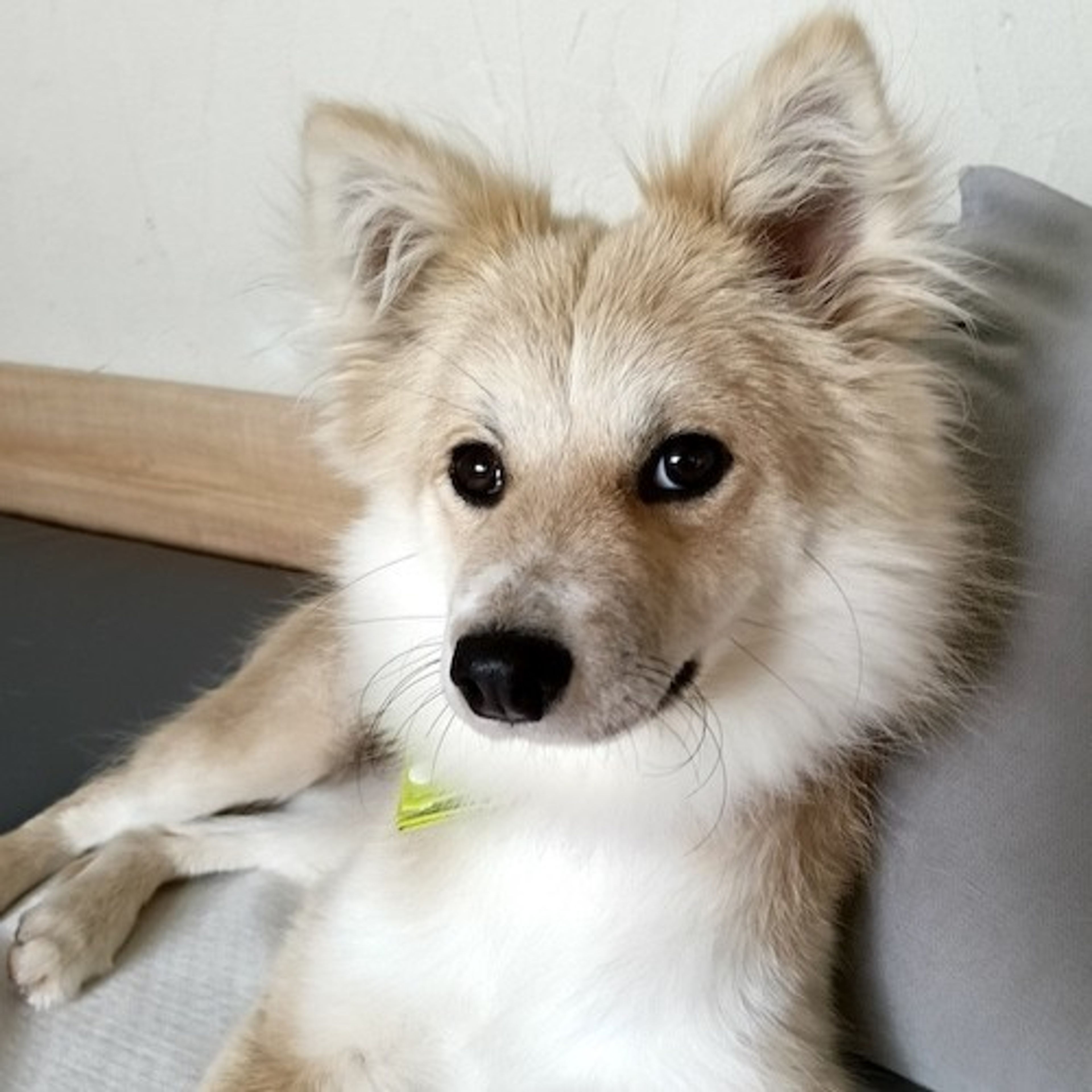 pet-image-2
