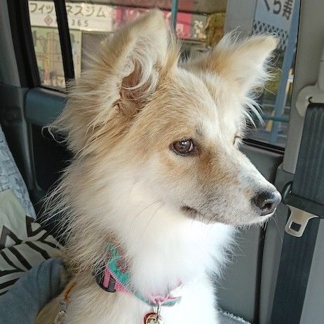 キツネ顔が愛らしい元気な女の子 | 雑種（ミックス犬） | ちばわん