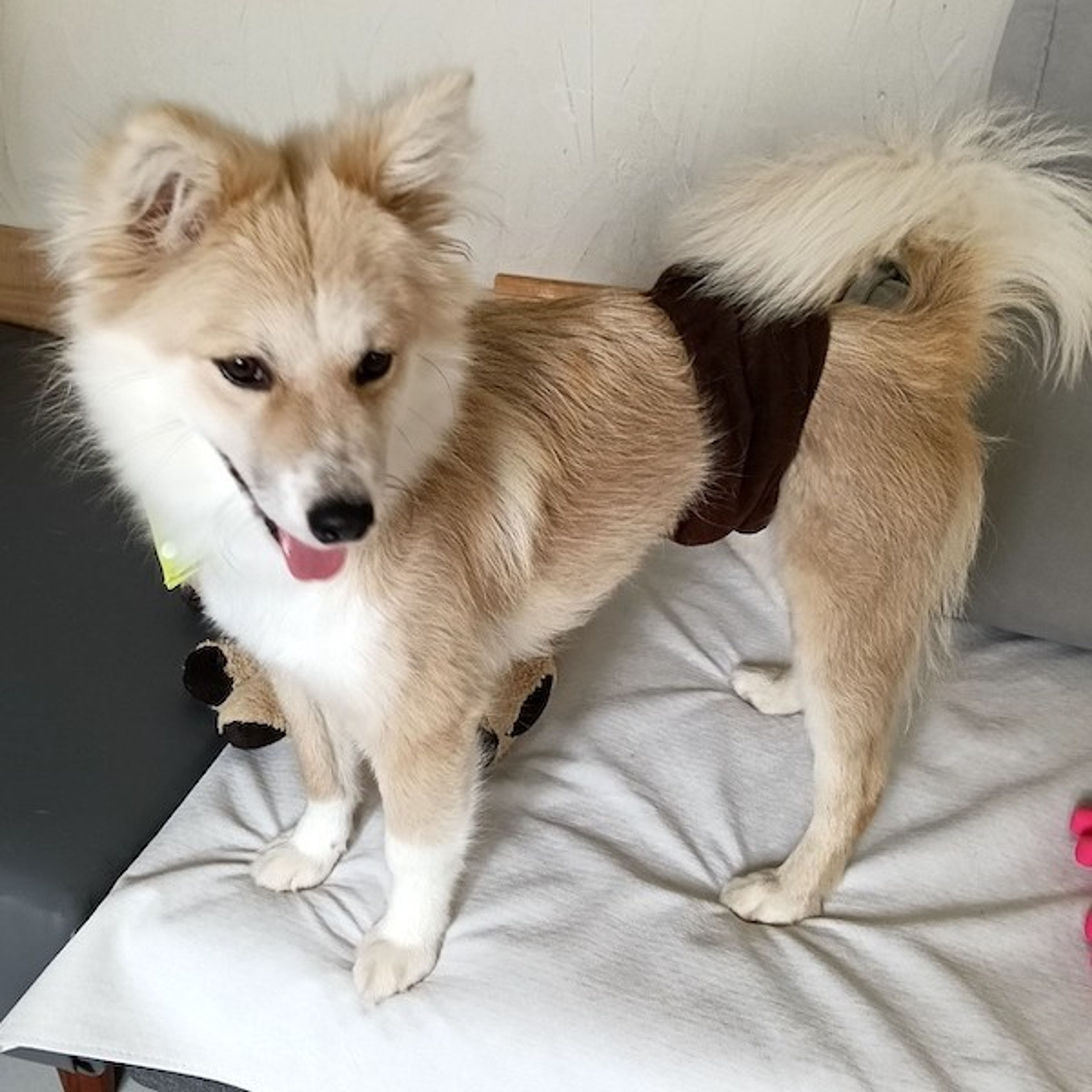 pet-image-4
