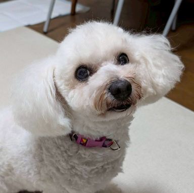 トイプードル・メスの里親募集の写真