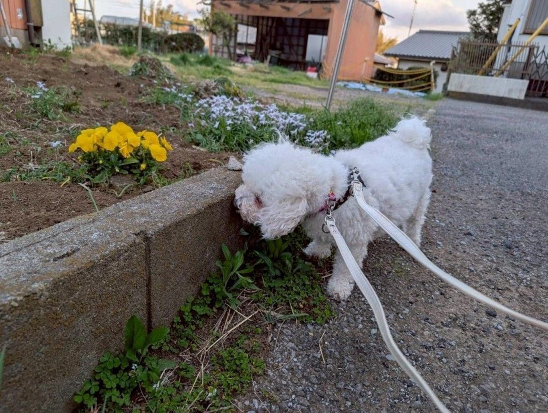 pet-image-4