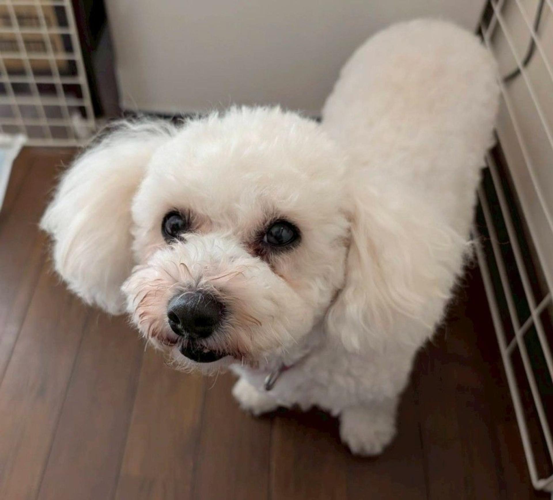 pet-image-6